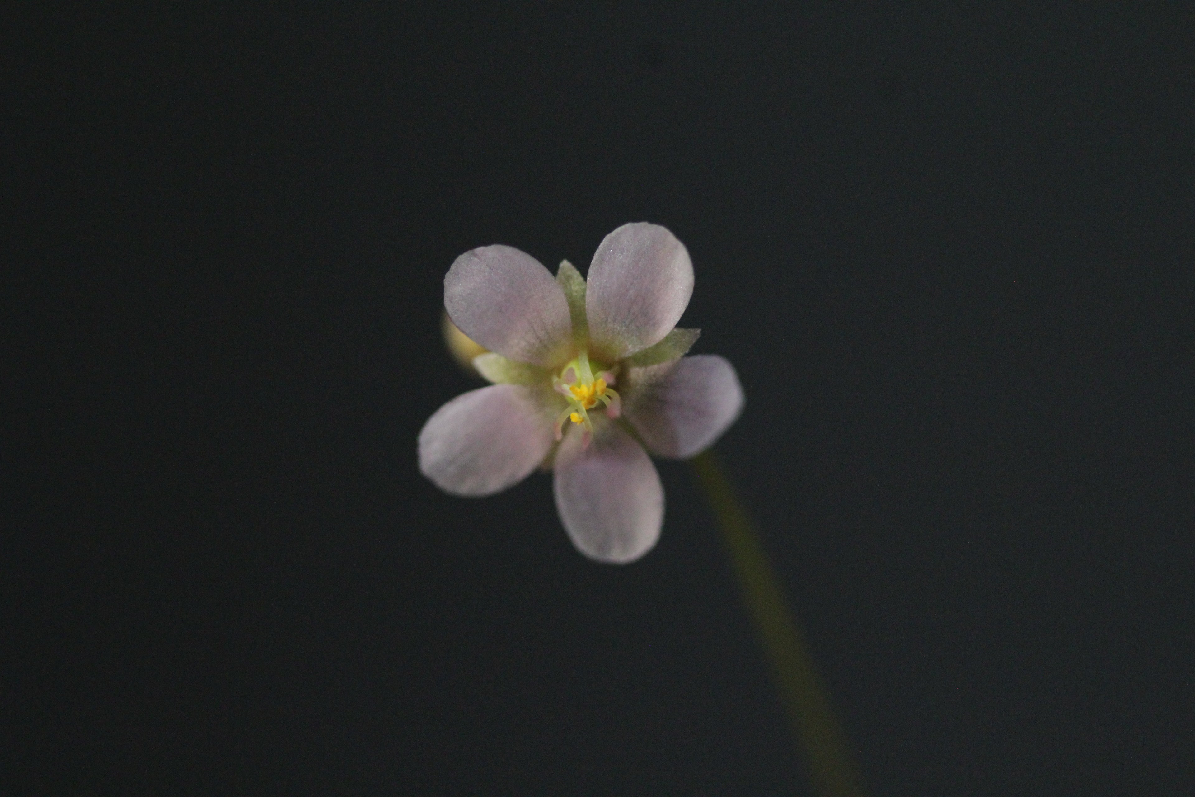 Drosera grantsaui (BRA)