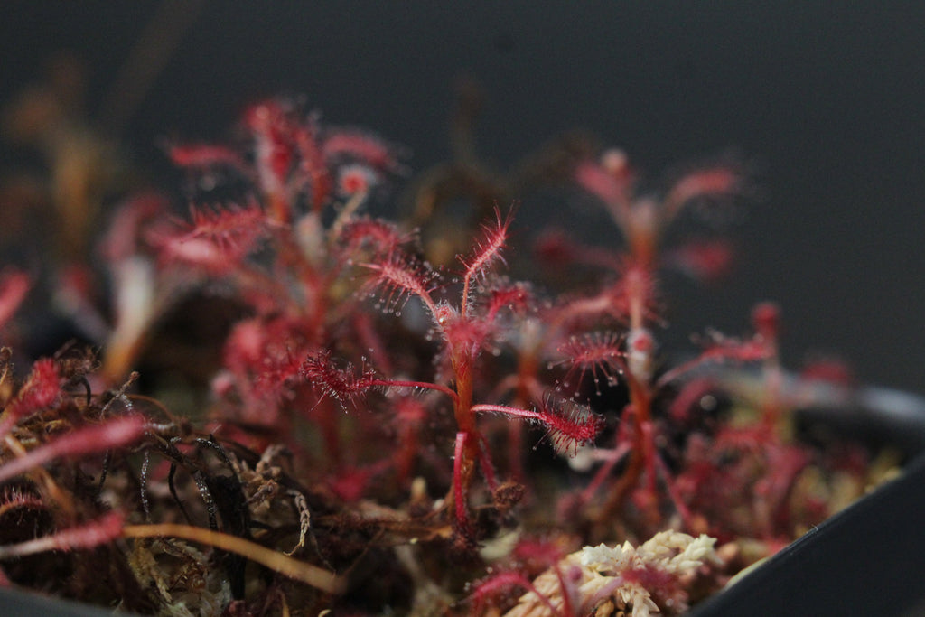 Drosera grantsaui (BRA)