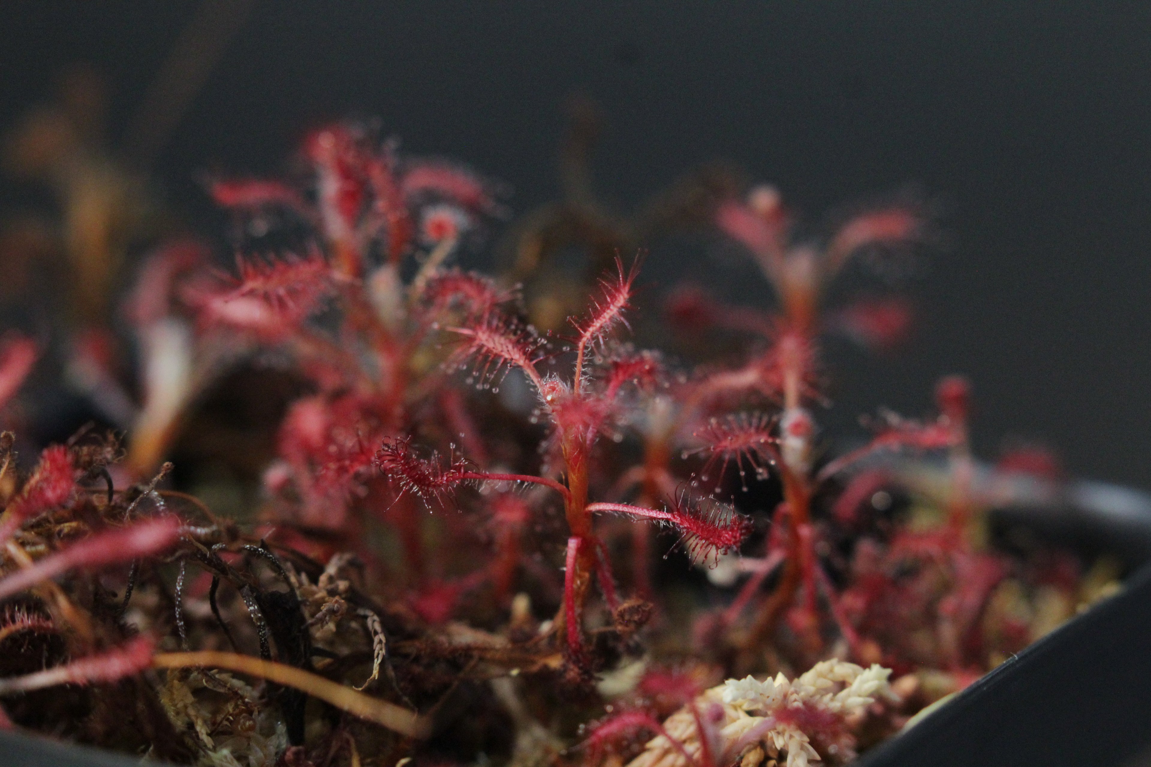 Drosera grantsaui (BRA)