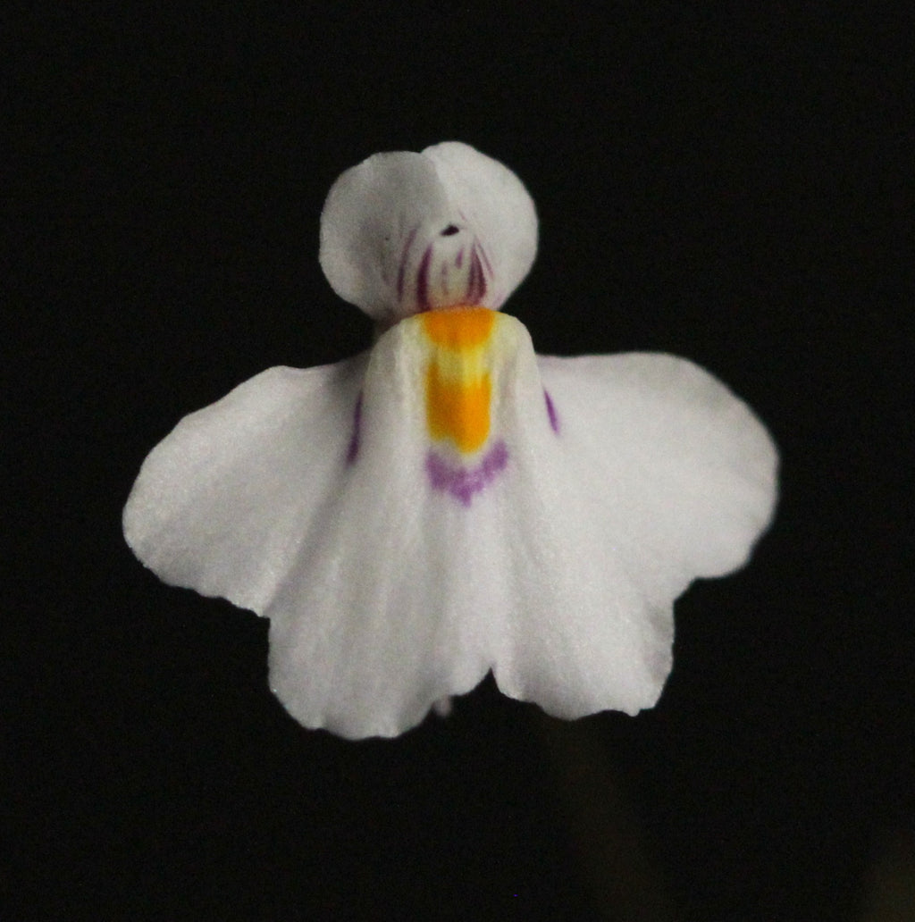 Utricularia laciniata