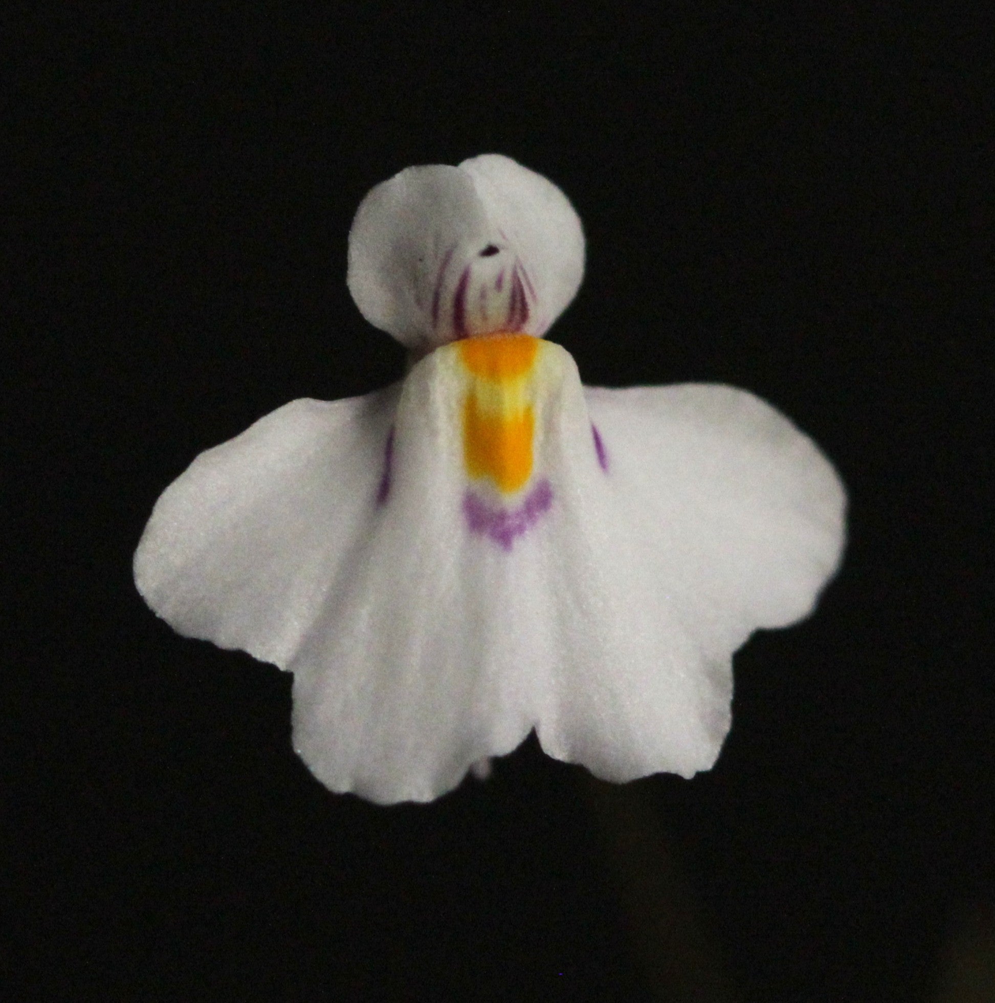 Utricularia laciniata