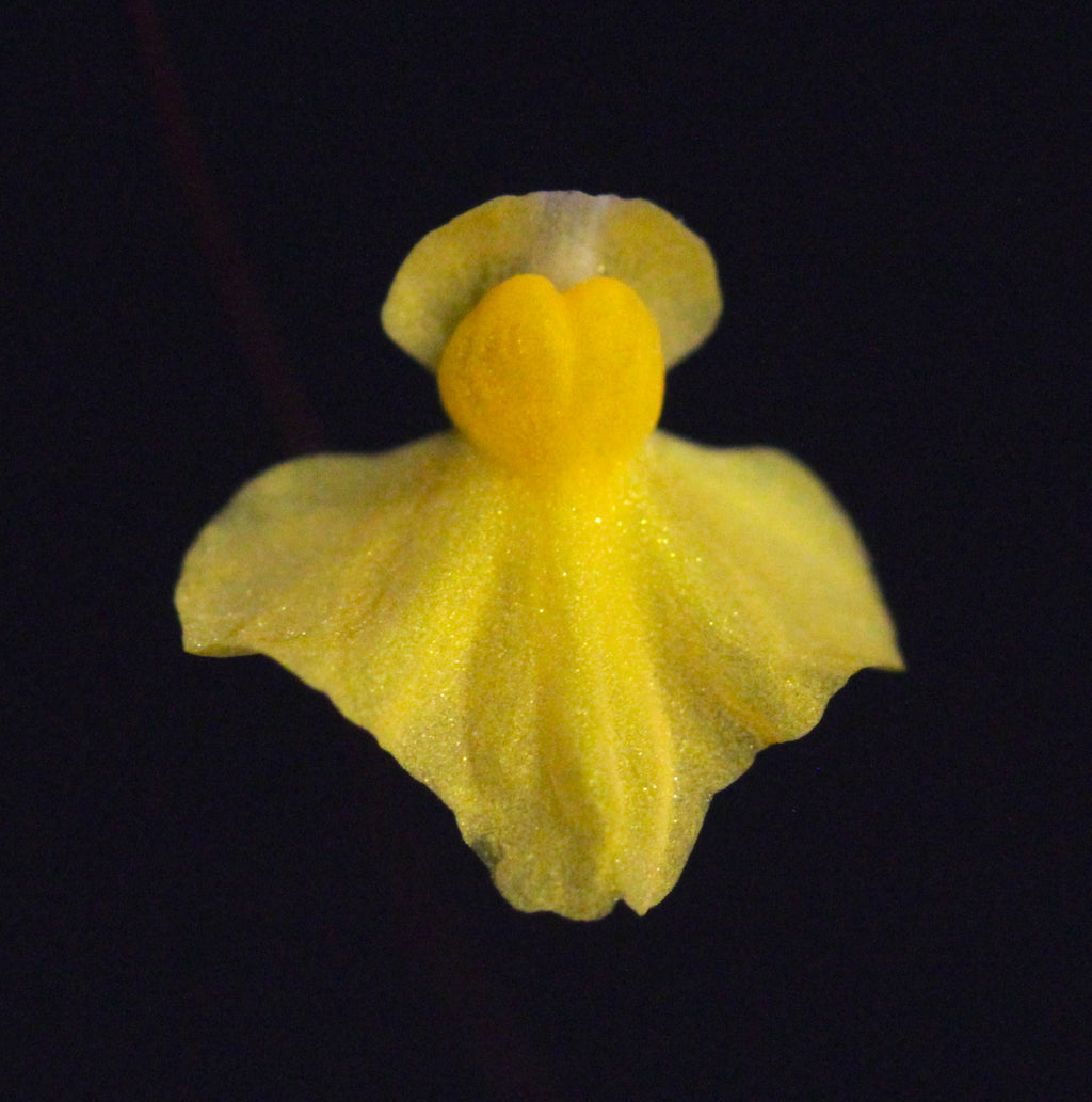Utricularia triloba (St Elena de Uairén, URY)