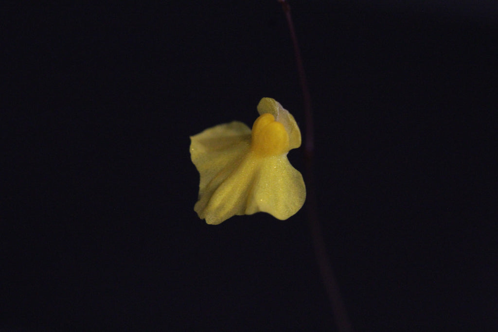 Utricularia triloba (St Elena de Uairén, URY)