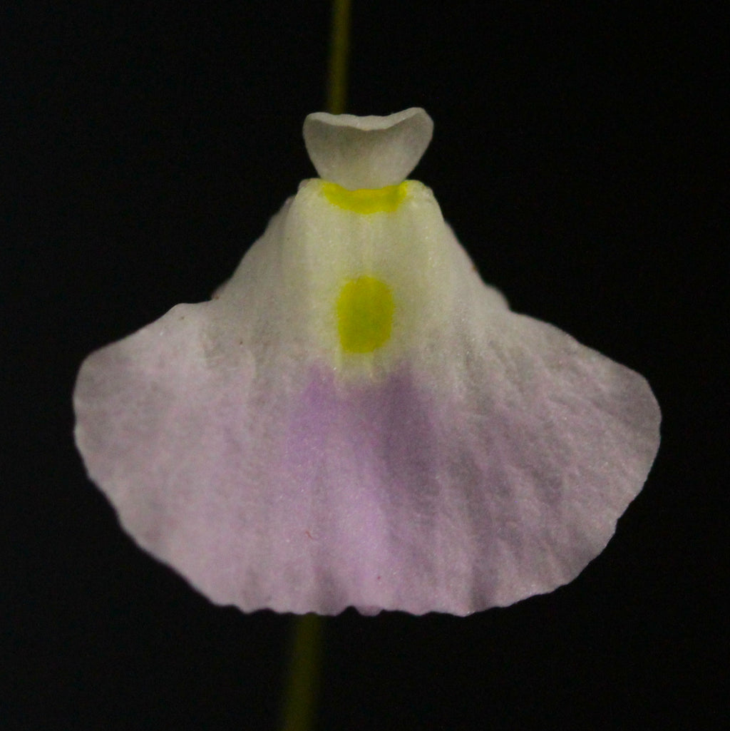Utricularia livida "wide petals" (MEX)