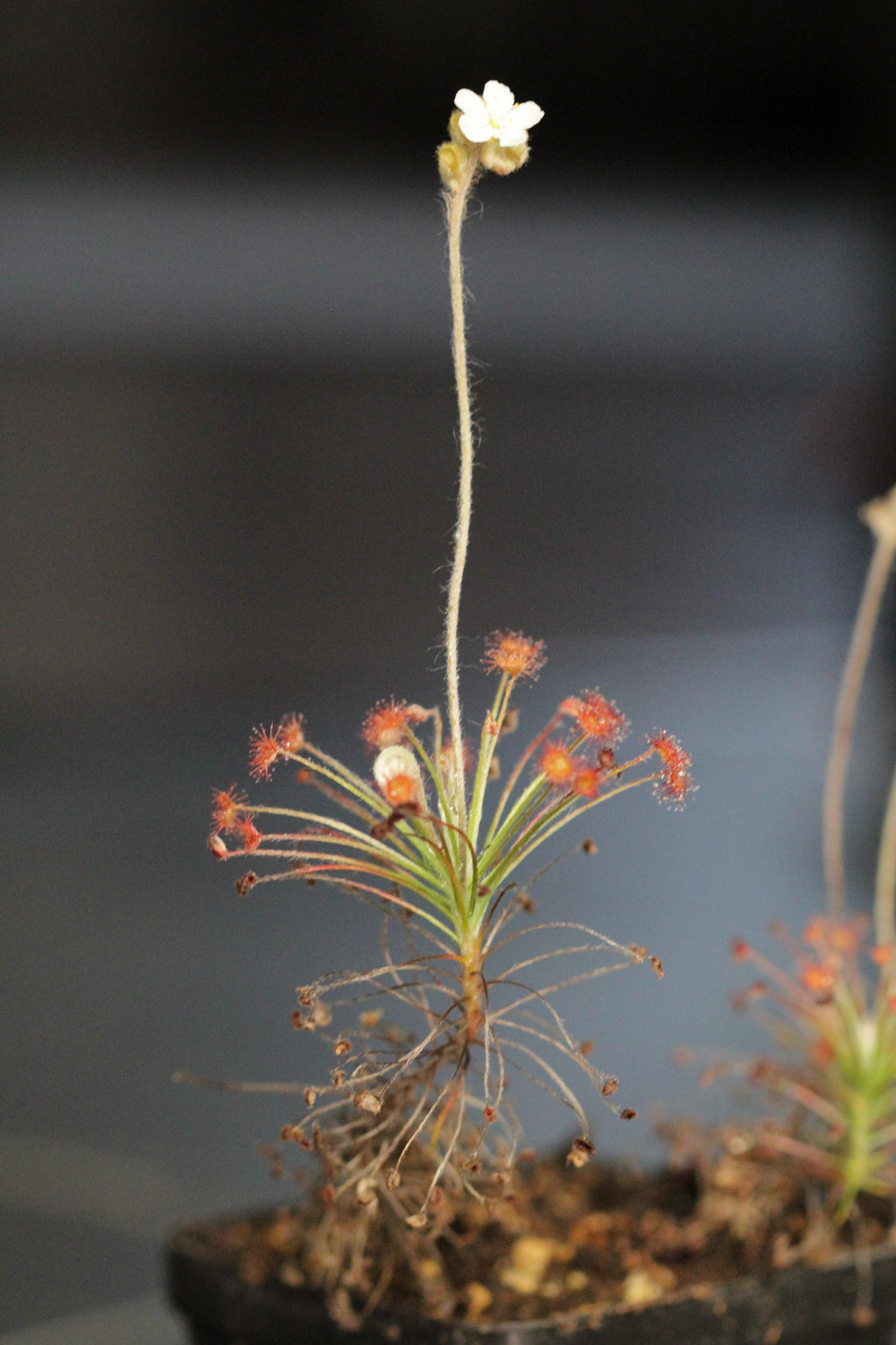 Drosera paradoxa NT Form seeds