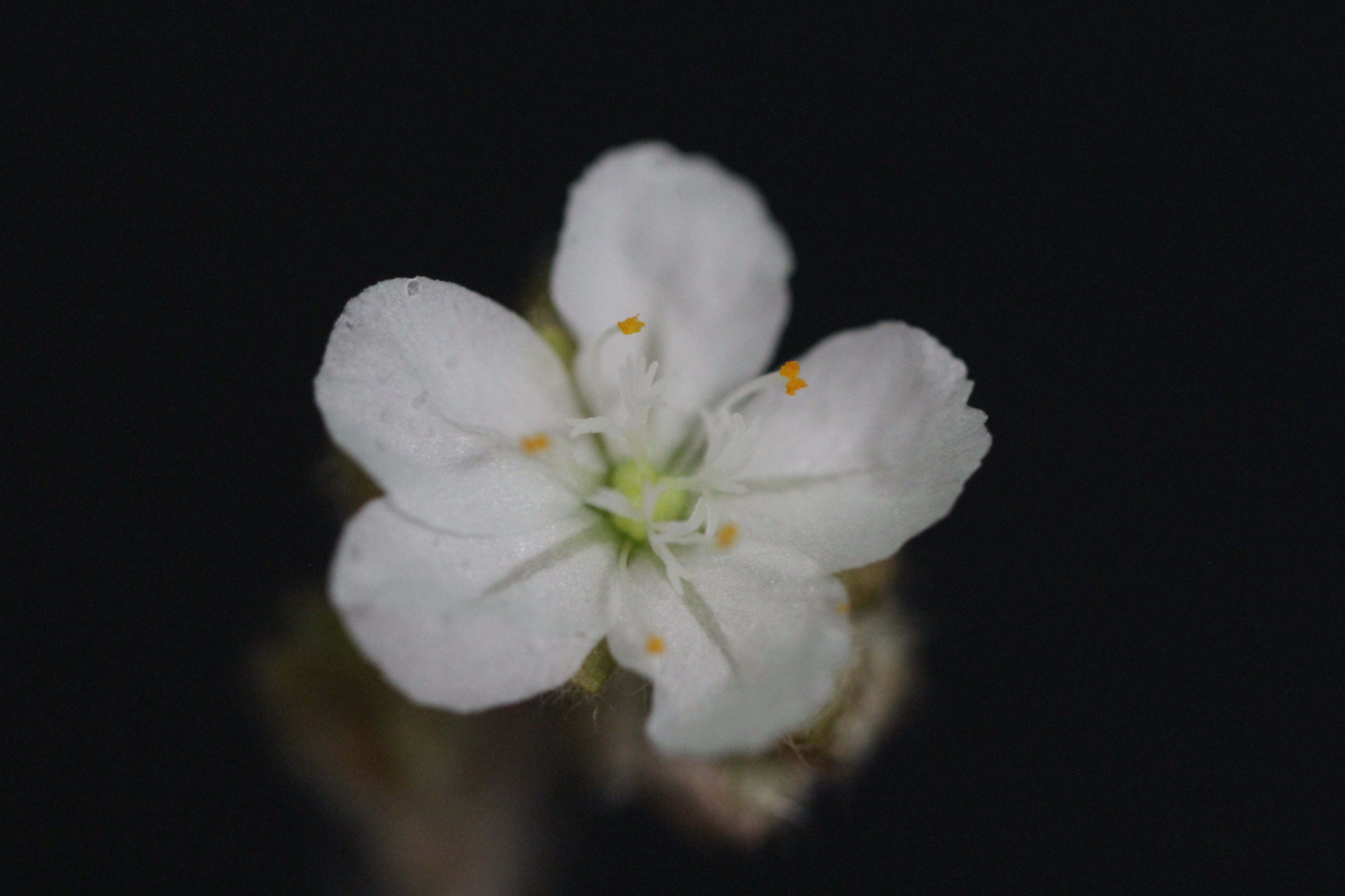 Drosera paradoxa NT Form seeds