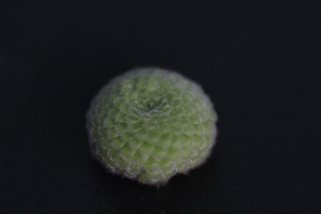 Pinguicula gypsicola (Buena Vista, San Luis Potosi, MEX)