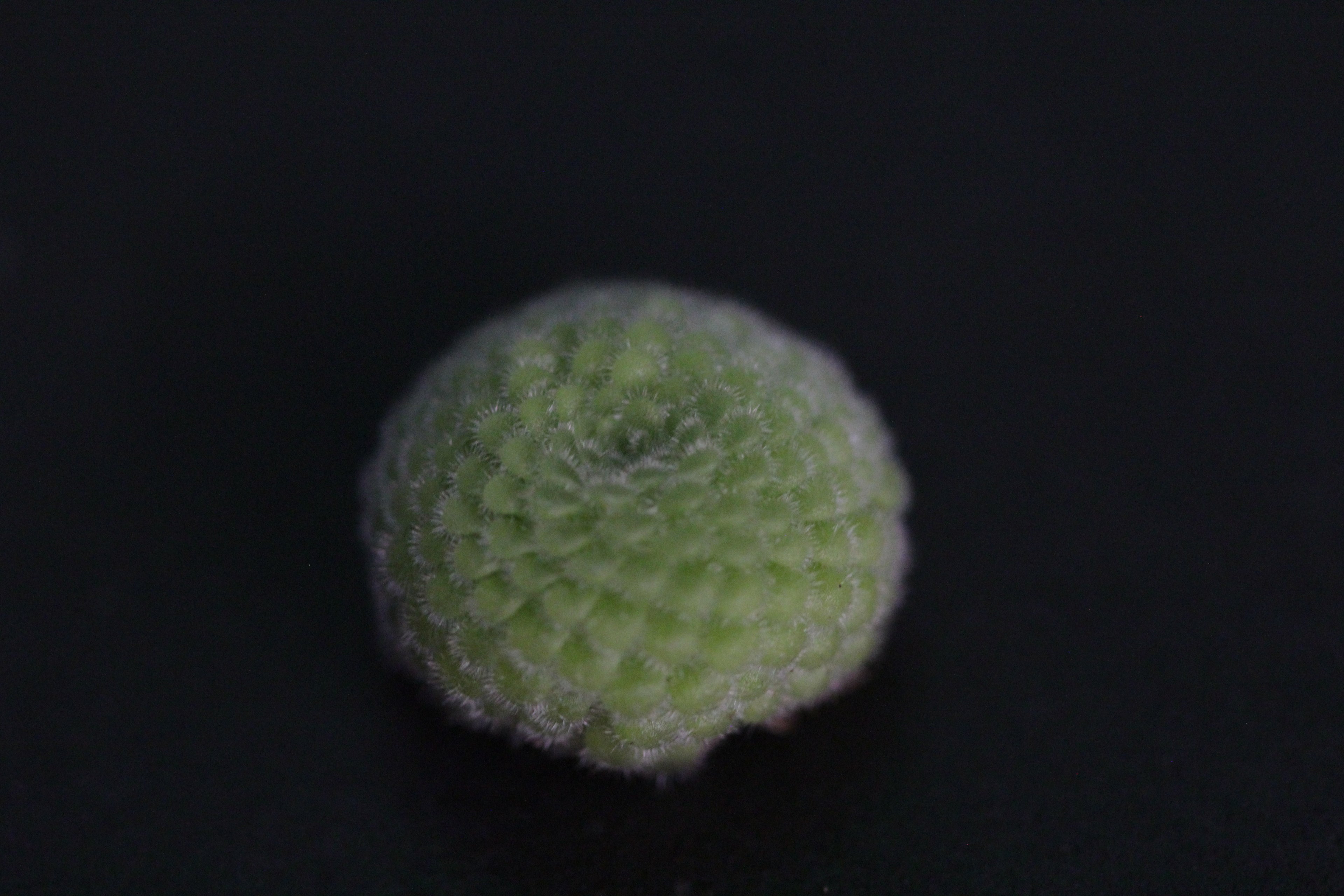 Pinguicula gypsicola (Buena Vista, San Luis Potosi, MEX)