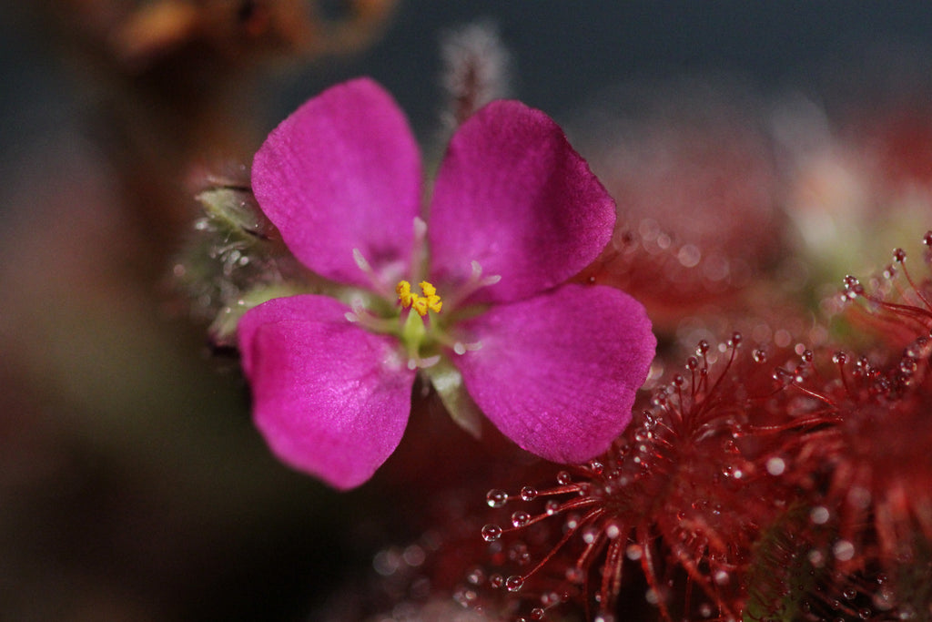 Drosera spatulata var. gympiensis seeds