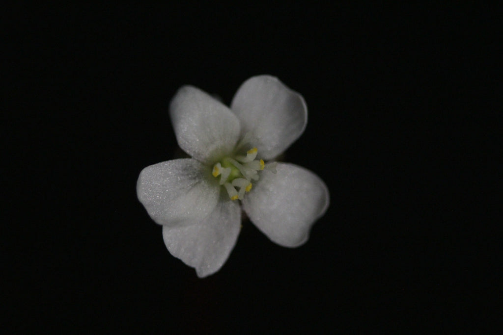 Drosera spatulata (Mt. Arthur, NZL)
