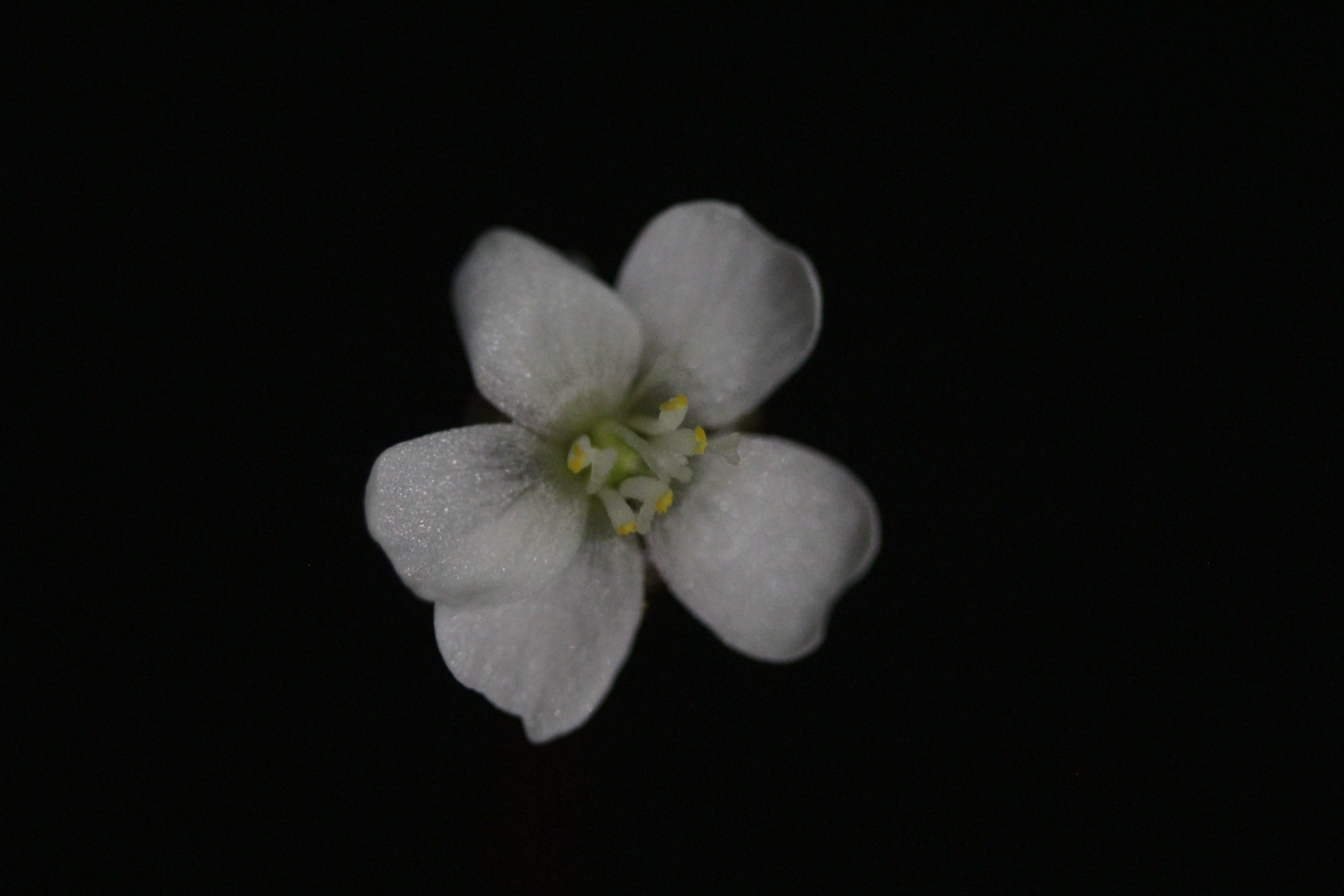 Drosera spatulata (Mt. Arthur, NZL)