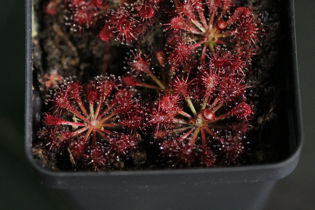 Drosera spatulata (Mt. Arthur, NZL) seeds 15+