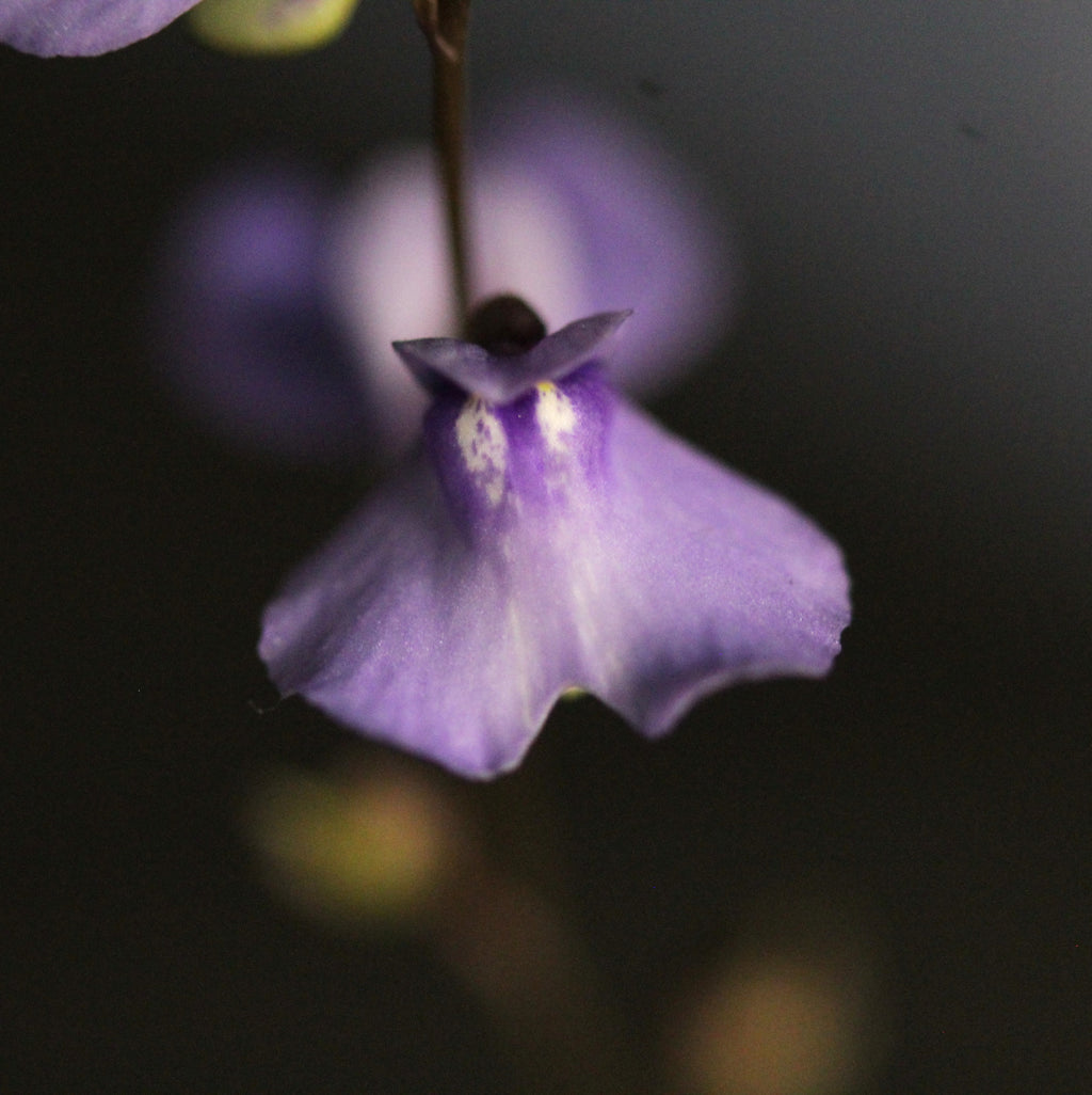 Utricularia biloba (Jibbons Lagoon, S of Sydney, NSW, AUS) seeds 20+