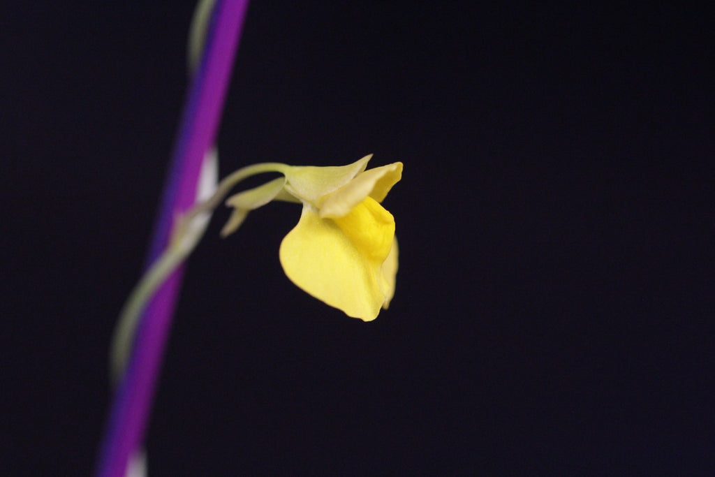 Utricularia involvens