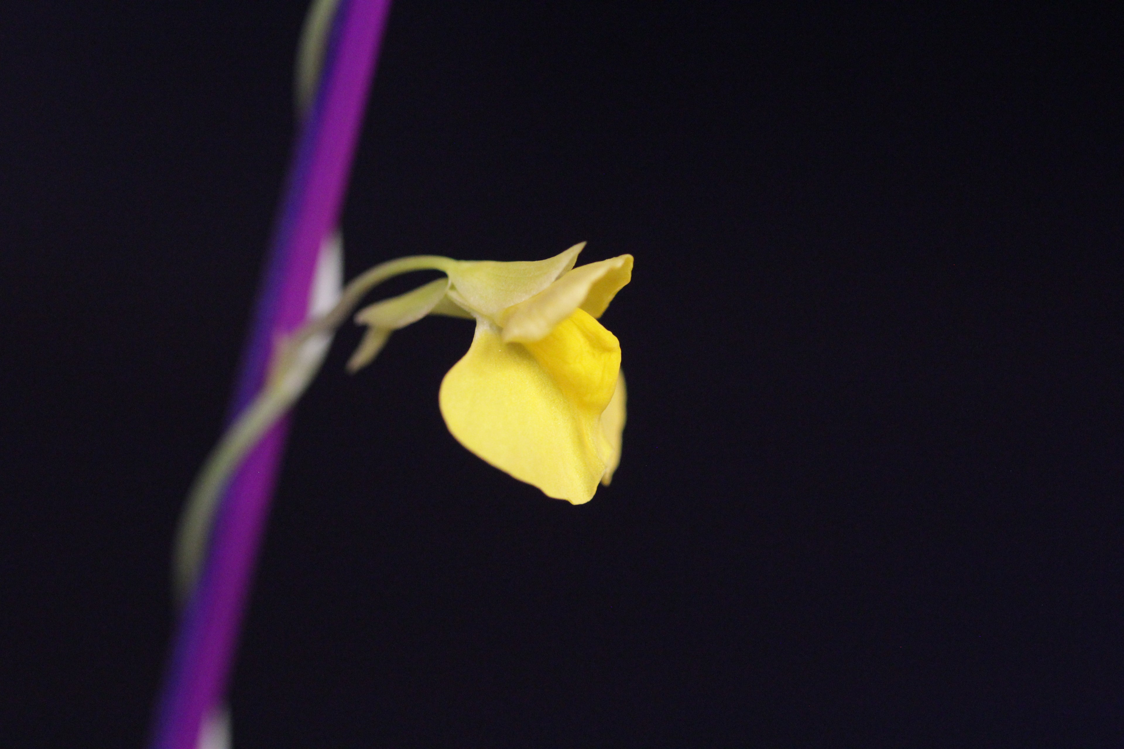 Utricularia involvens