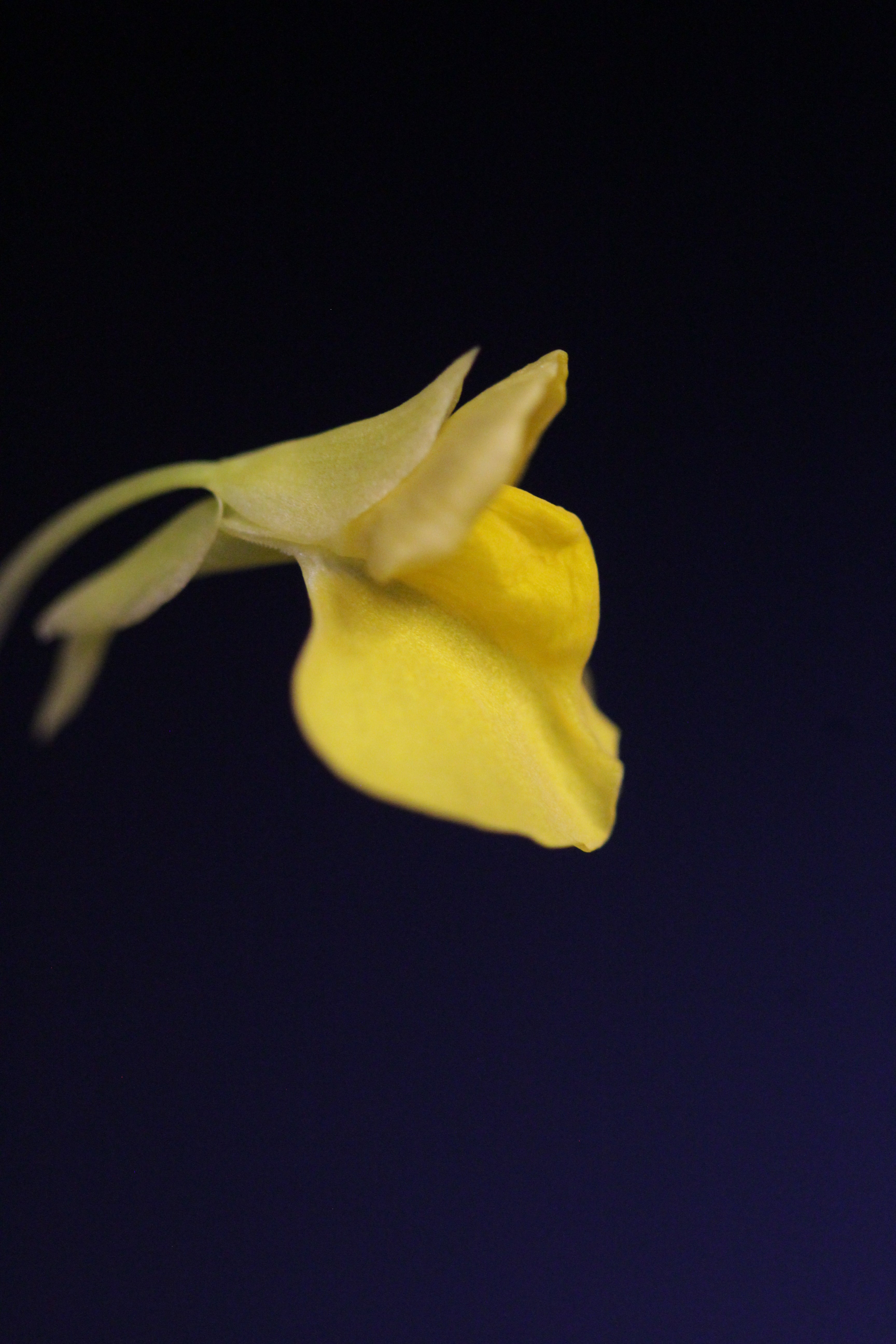 Utricularia involvens