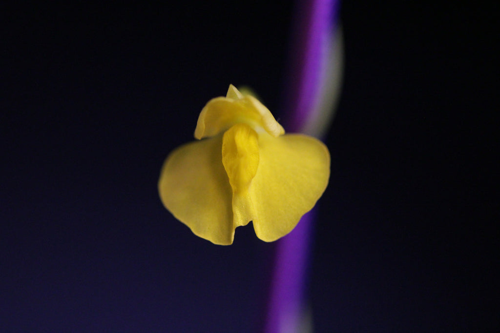 Utricularia involvens