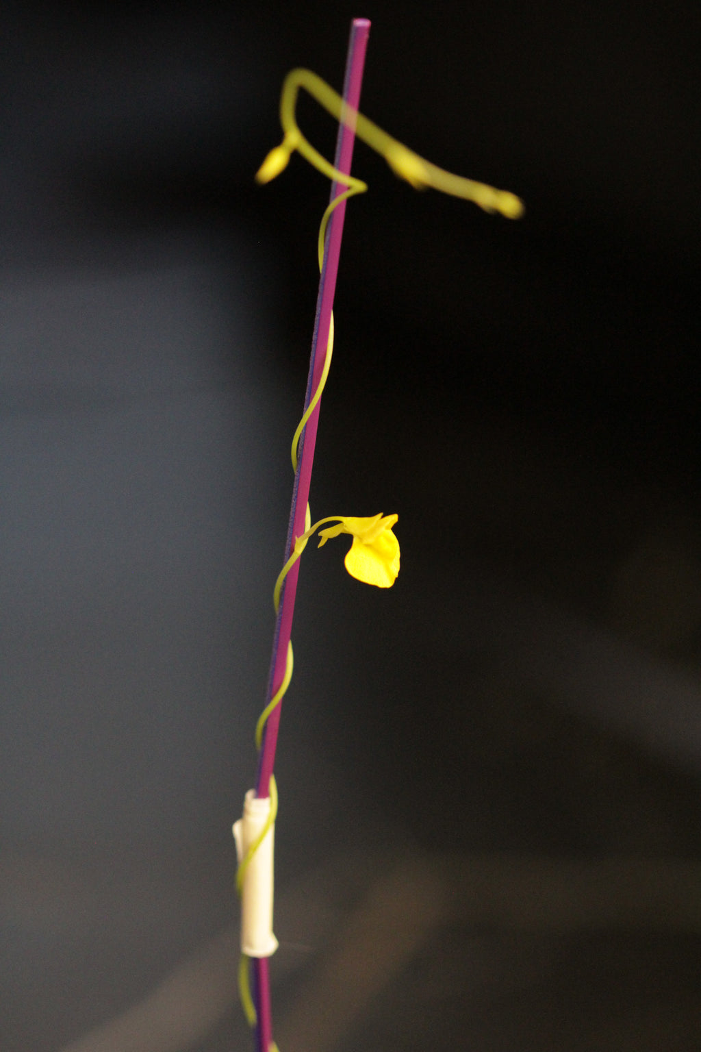 Utricularia involvens