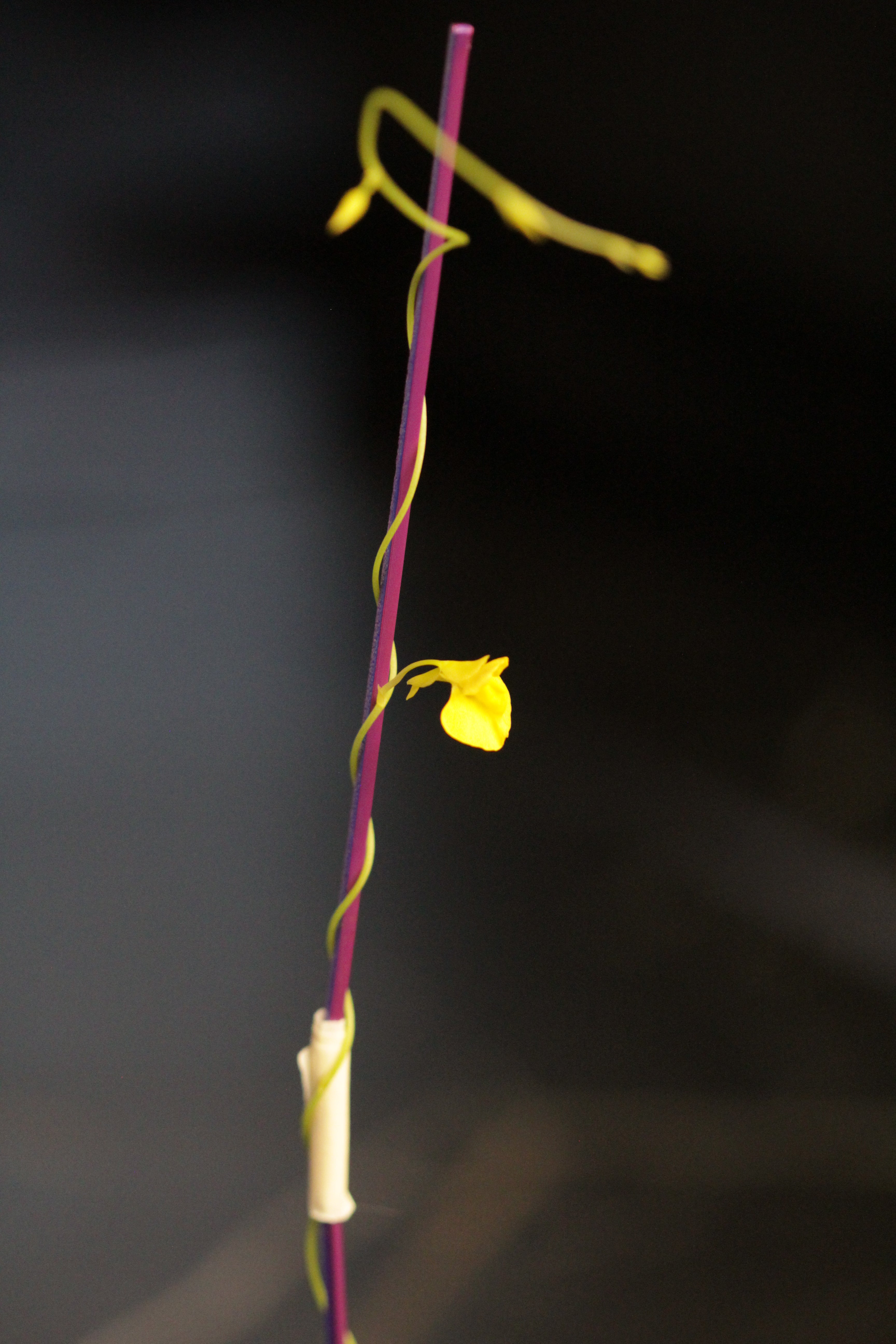 Utricularia involvens