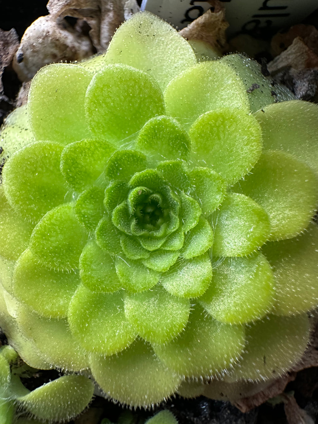 Pinguicula "Pecosita"