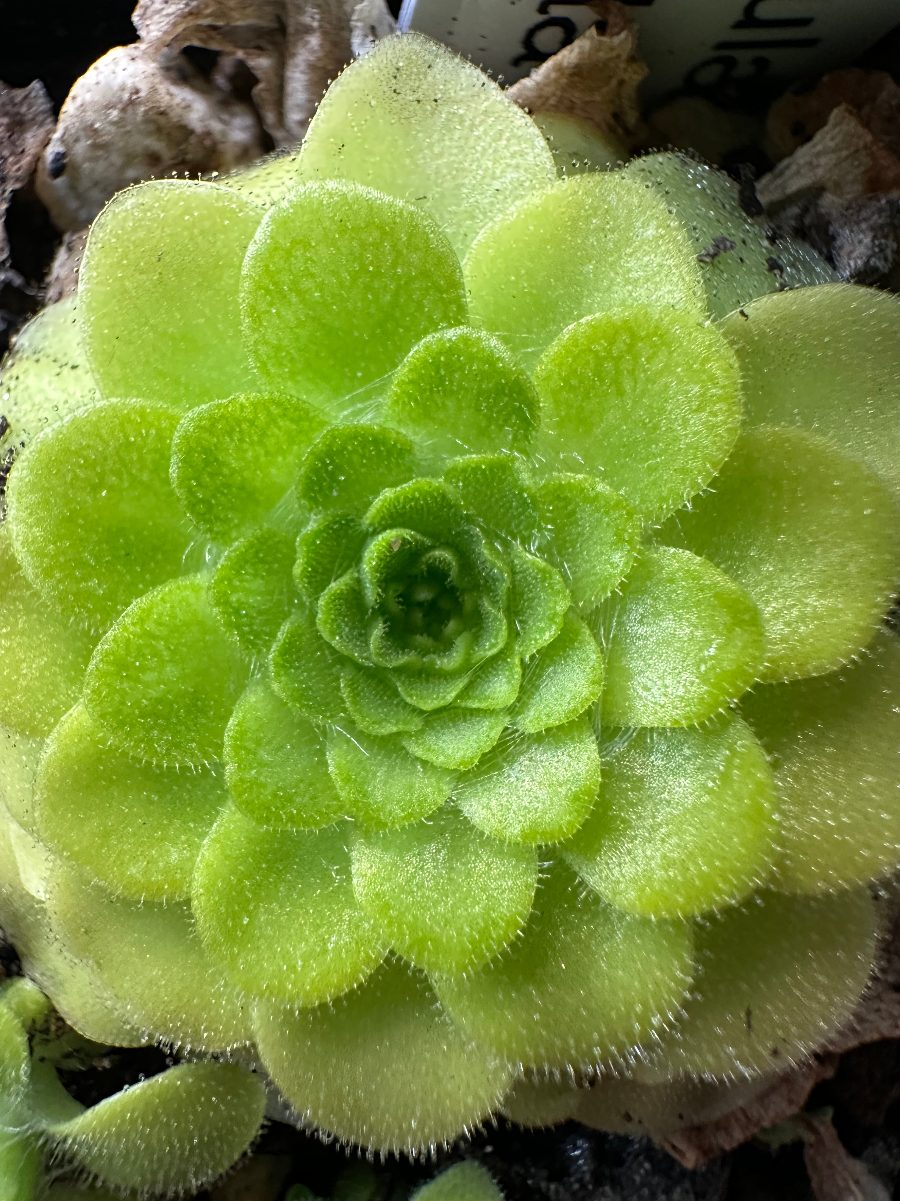 Pinguicula "Pecosita"