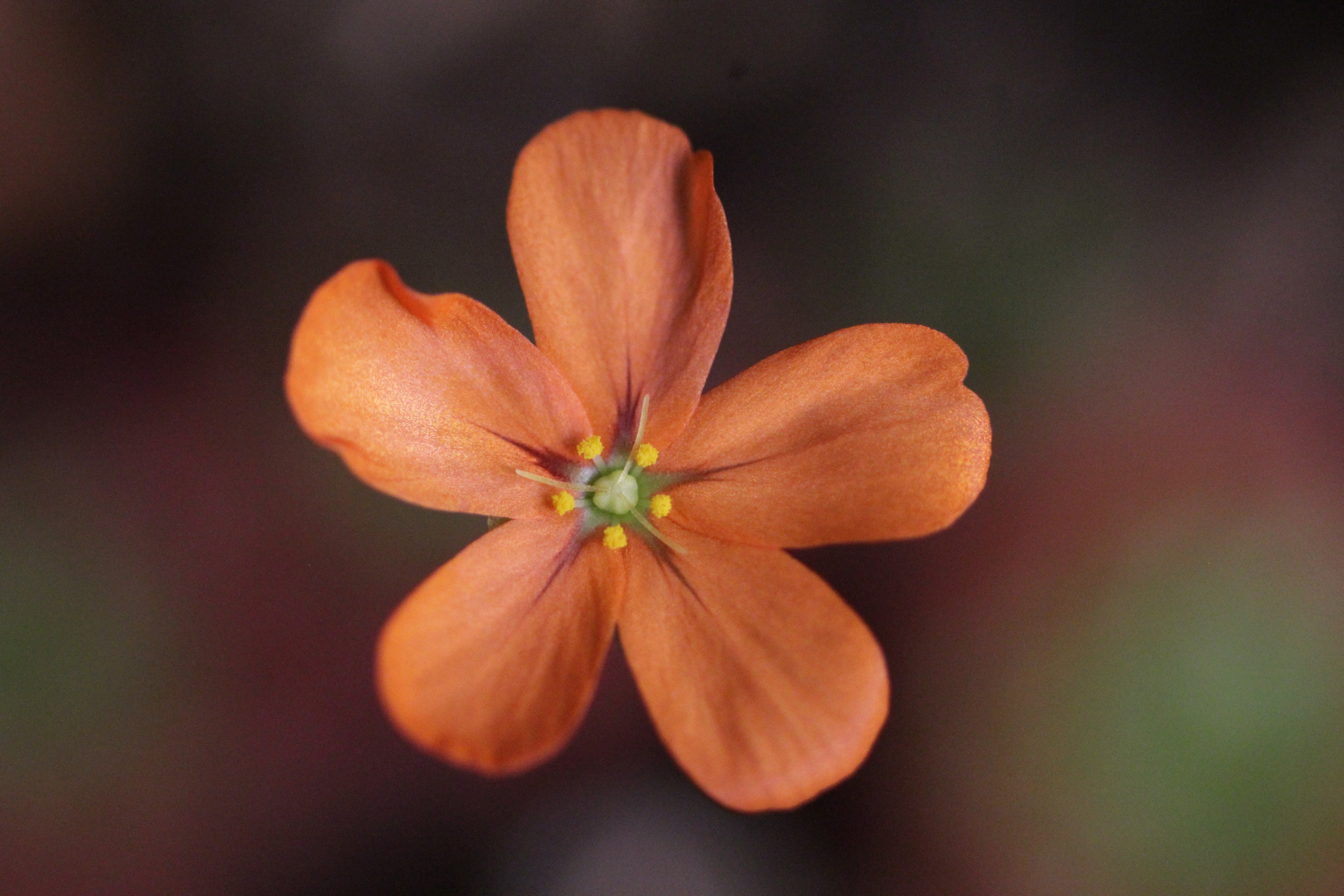 Drosera leucoblasta (Brookton, WA, AUS) gemmae