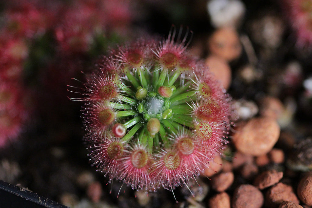 Drosera leucoblasta (Brookton, WA, AUS) gemmae