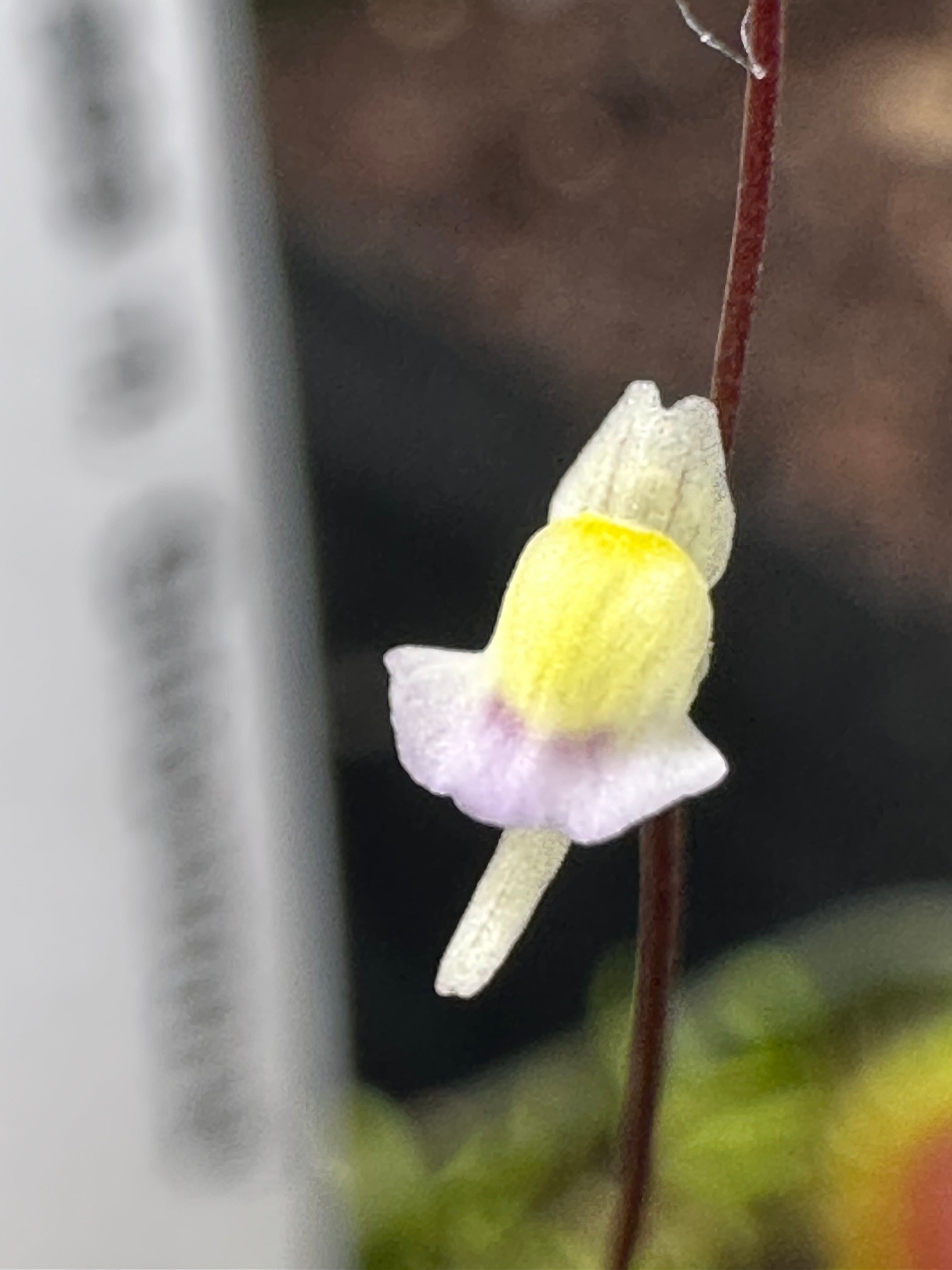 Utricularia bisquamata
