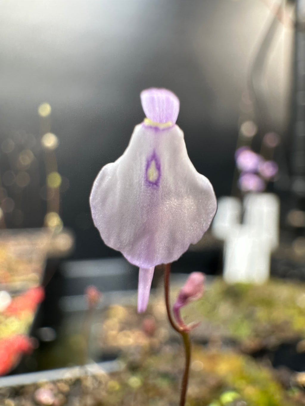 8 Utricularia plugs, growers choice
