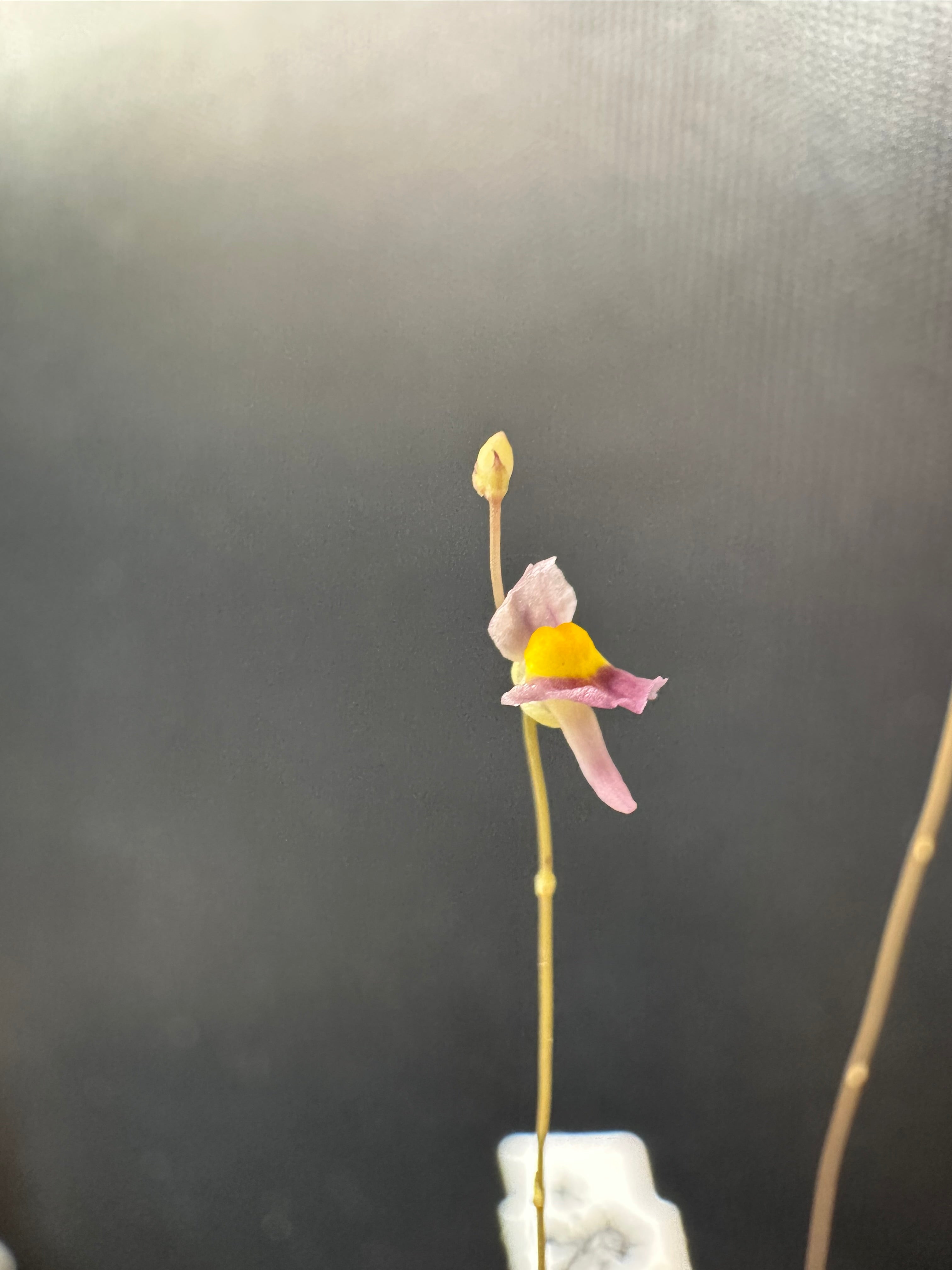 Utricularia welwitschii (loc. 15, ZMB)