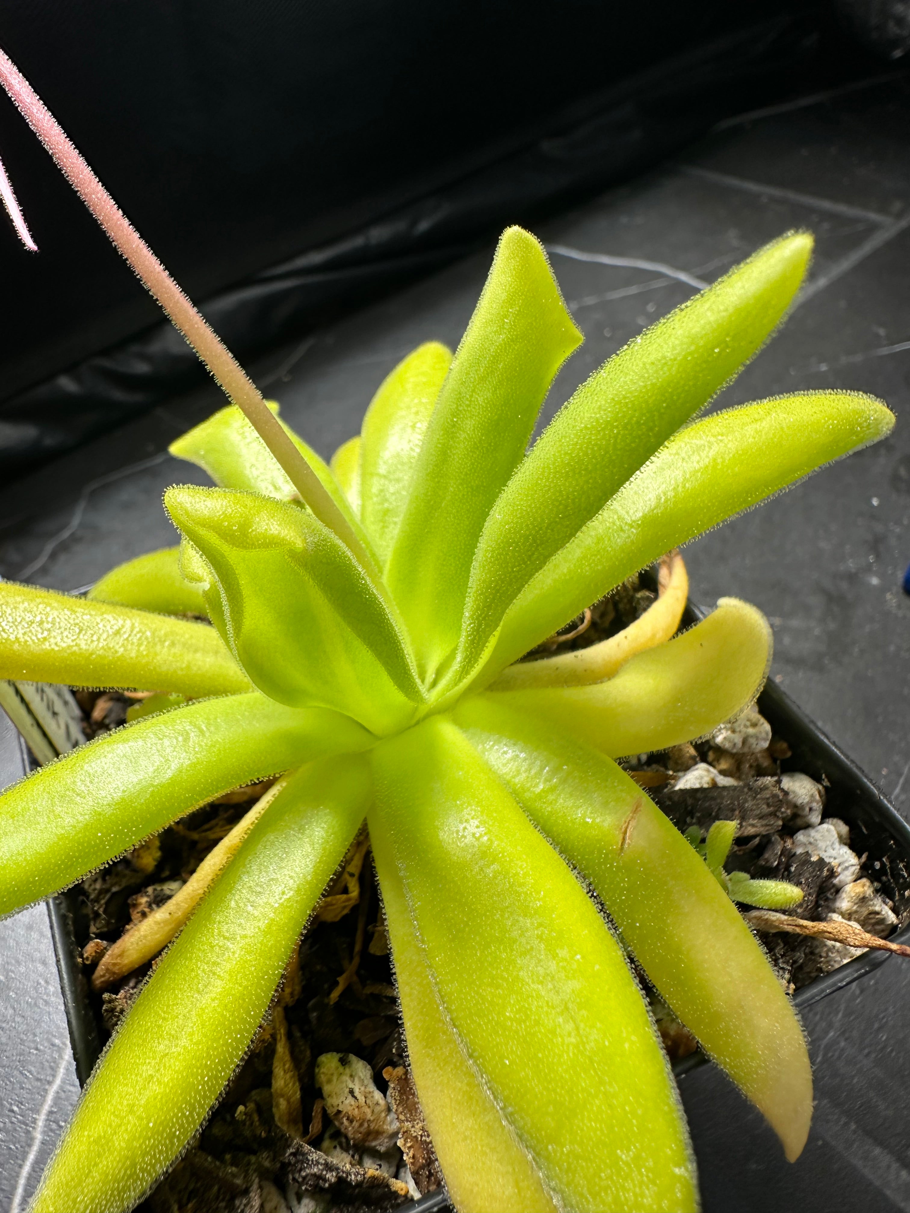 Pinguicula "Pink Moon"