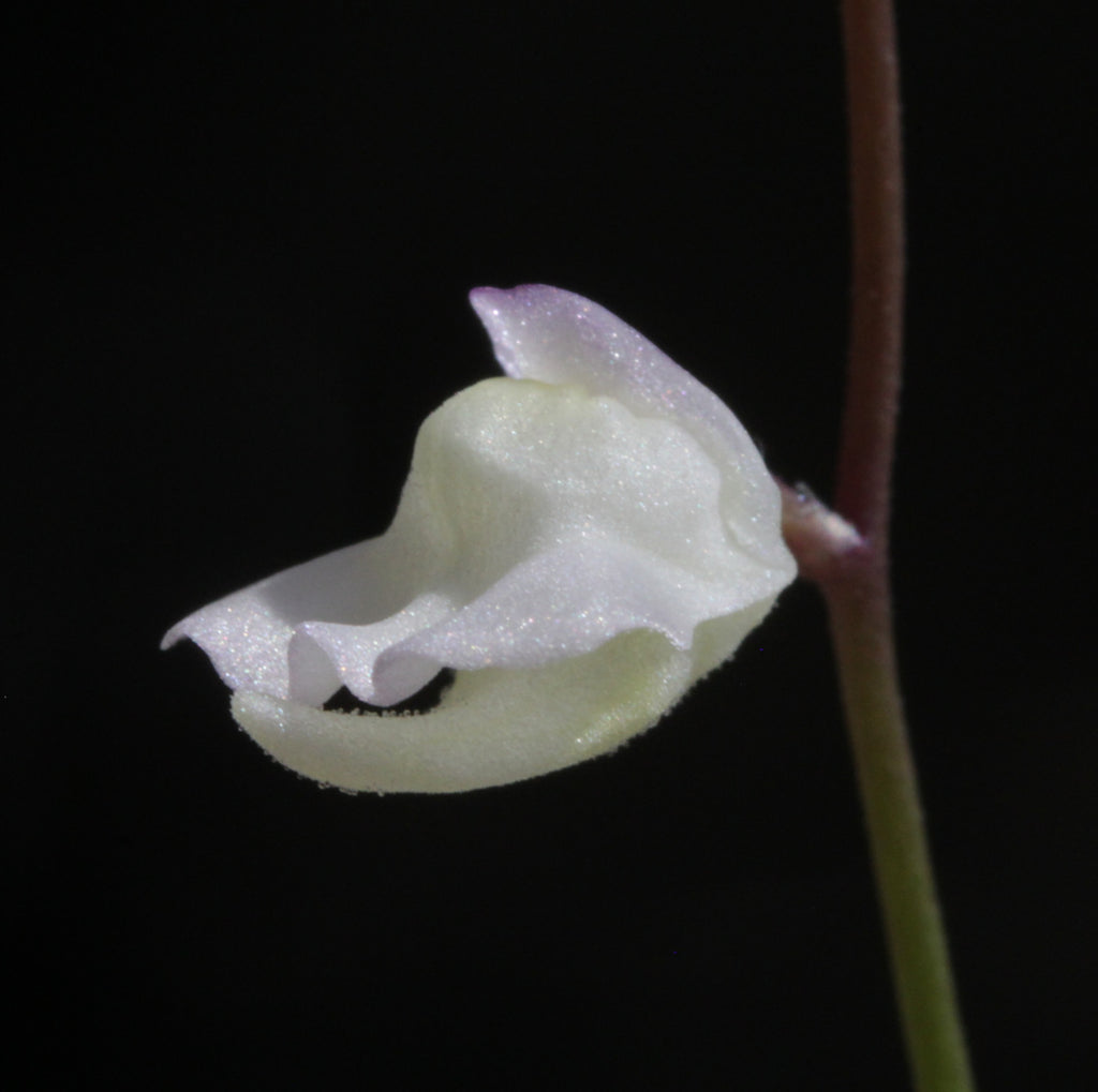 Utricularia hispida