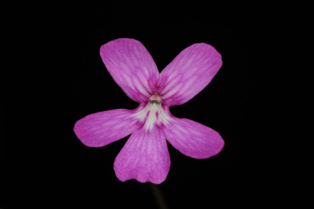 Pinguicula moranensis "J"