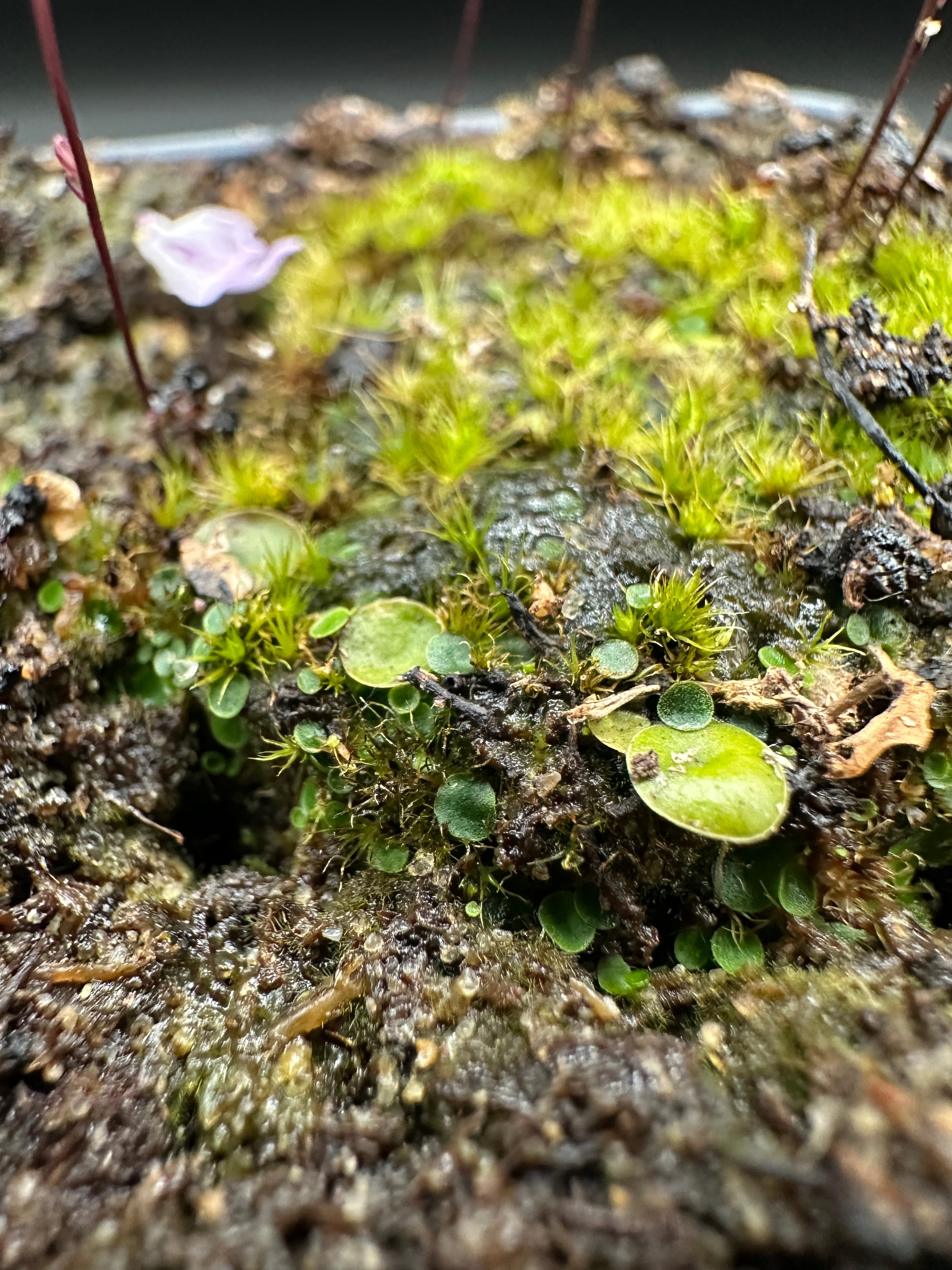 Utricularia pubescens