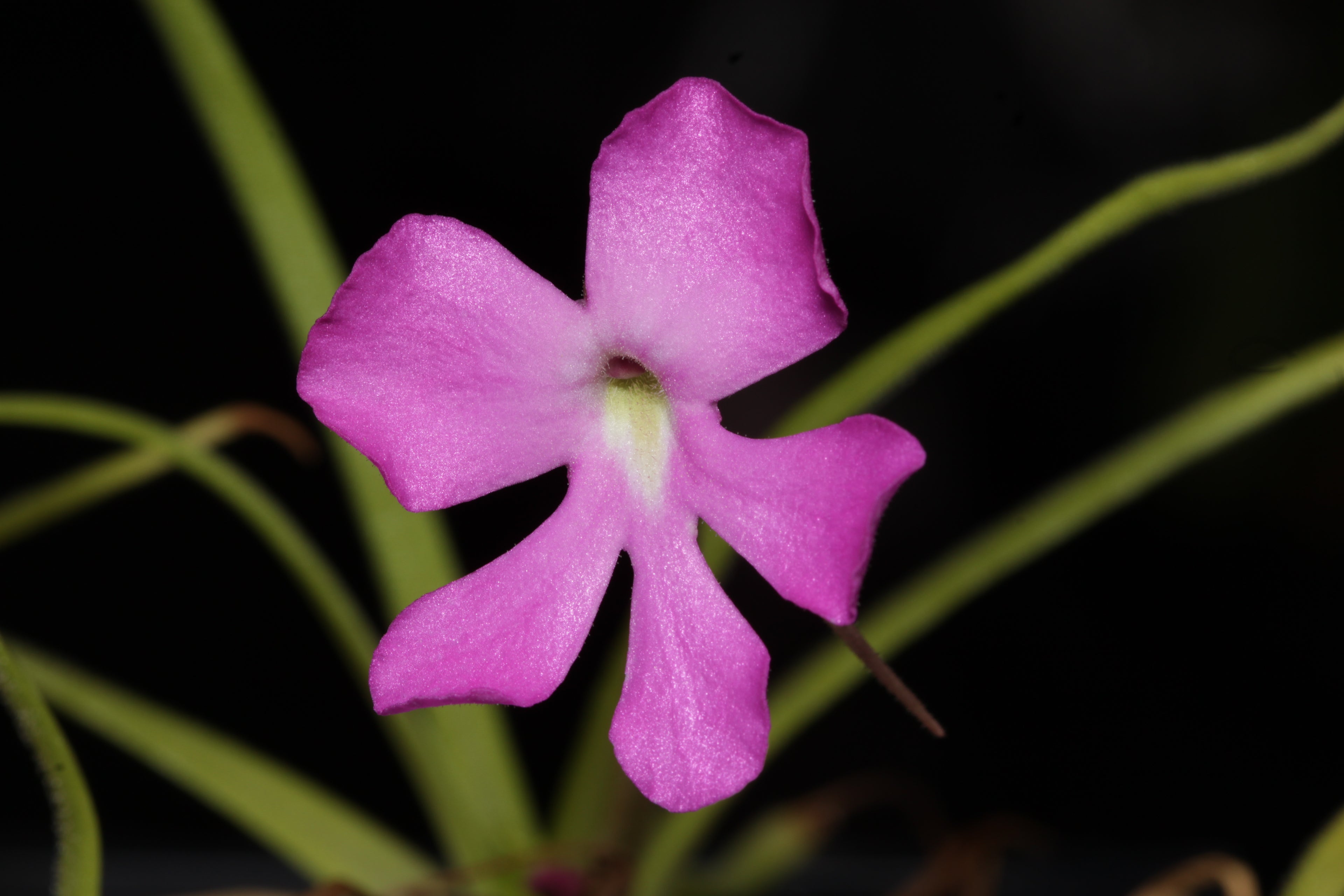 Pinguicula moctezumae seeds