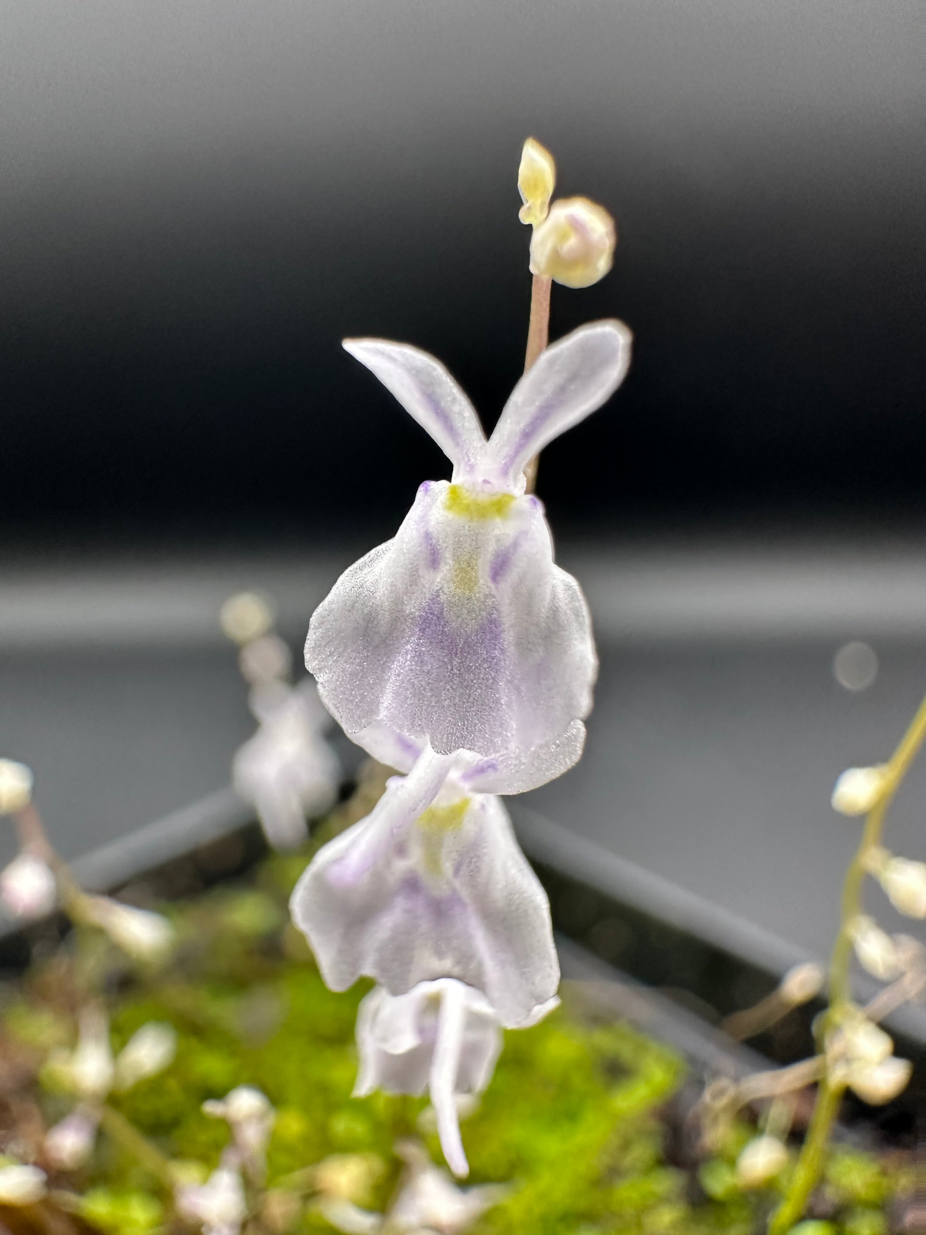 8 Utricularia plugs, growers choice