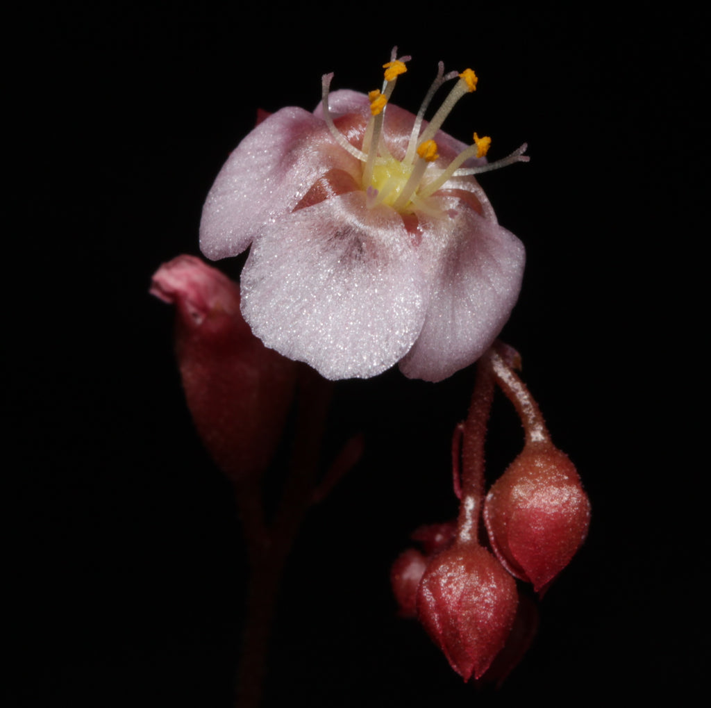 Drosera oblanceolata (Hong Kong) seeds