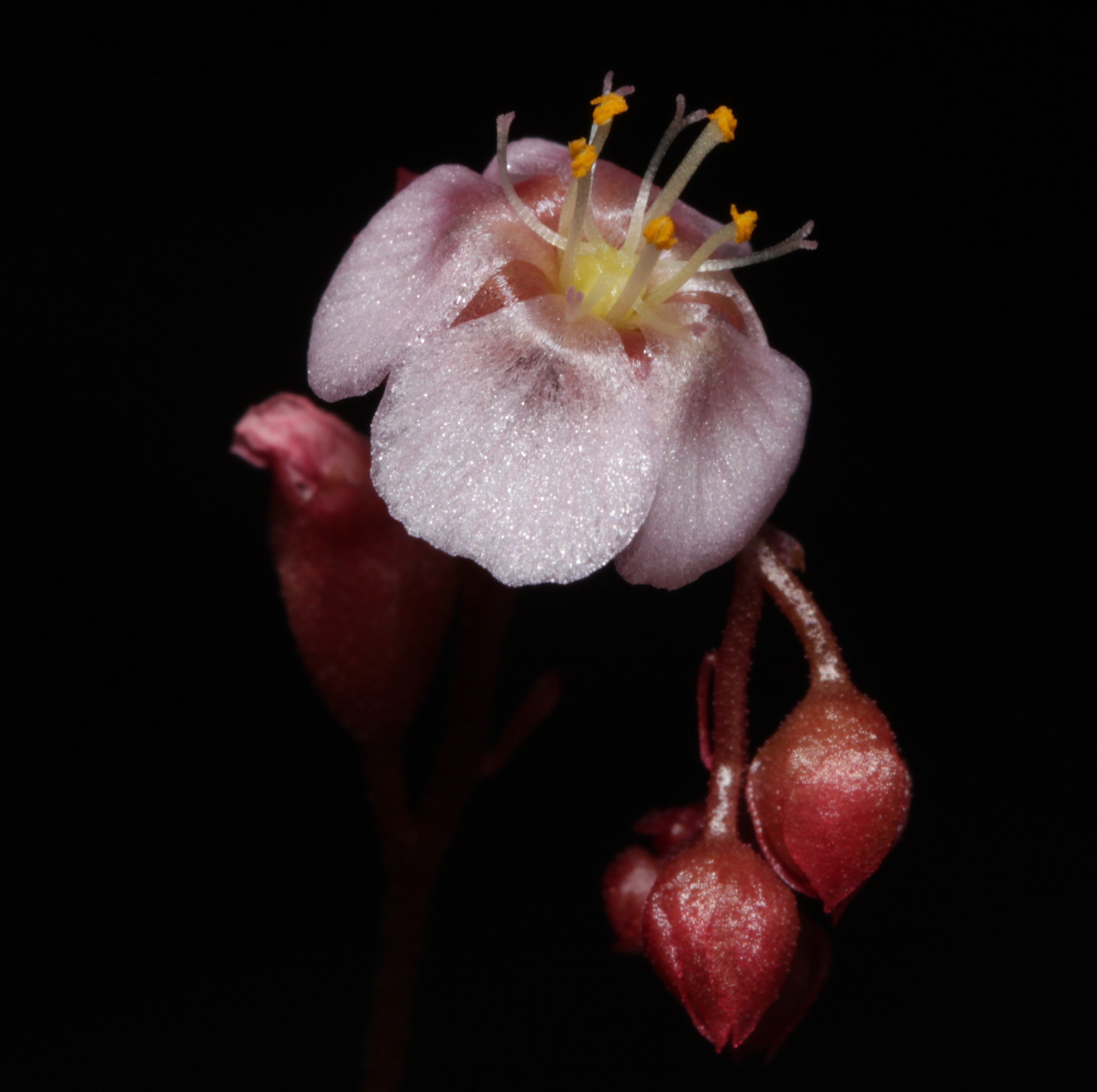 Drosera oblanceolata (Hong Kong) seeds
