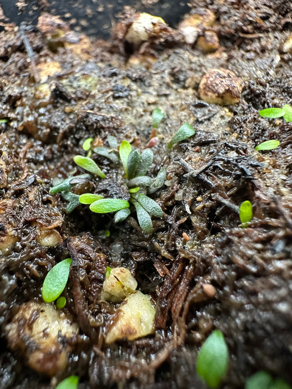 Utricularia warburgii (Zhejiang, SE CHN)