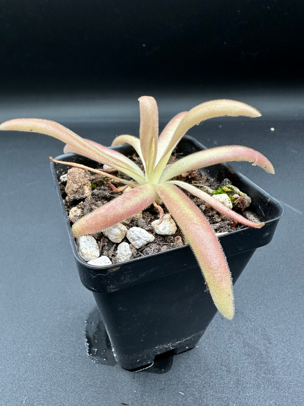 Pinguicula 'Aphrodite'