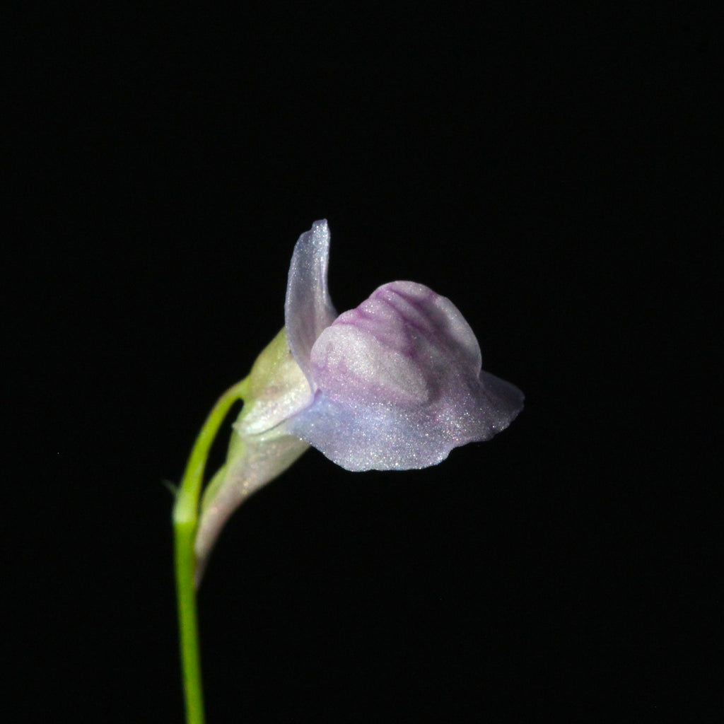 Utricularia graminifolia