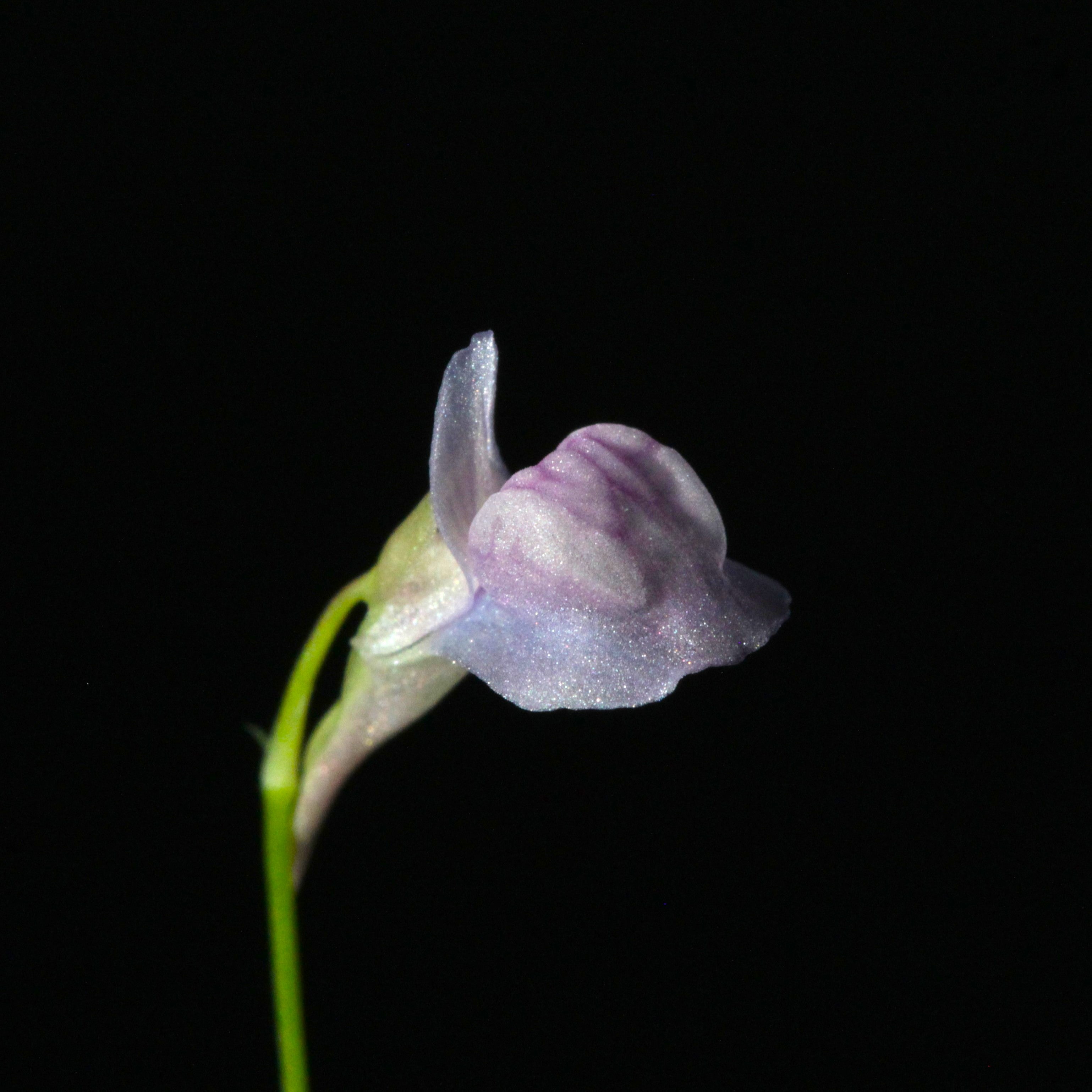 Utricularia graminifolia