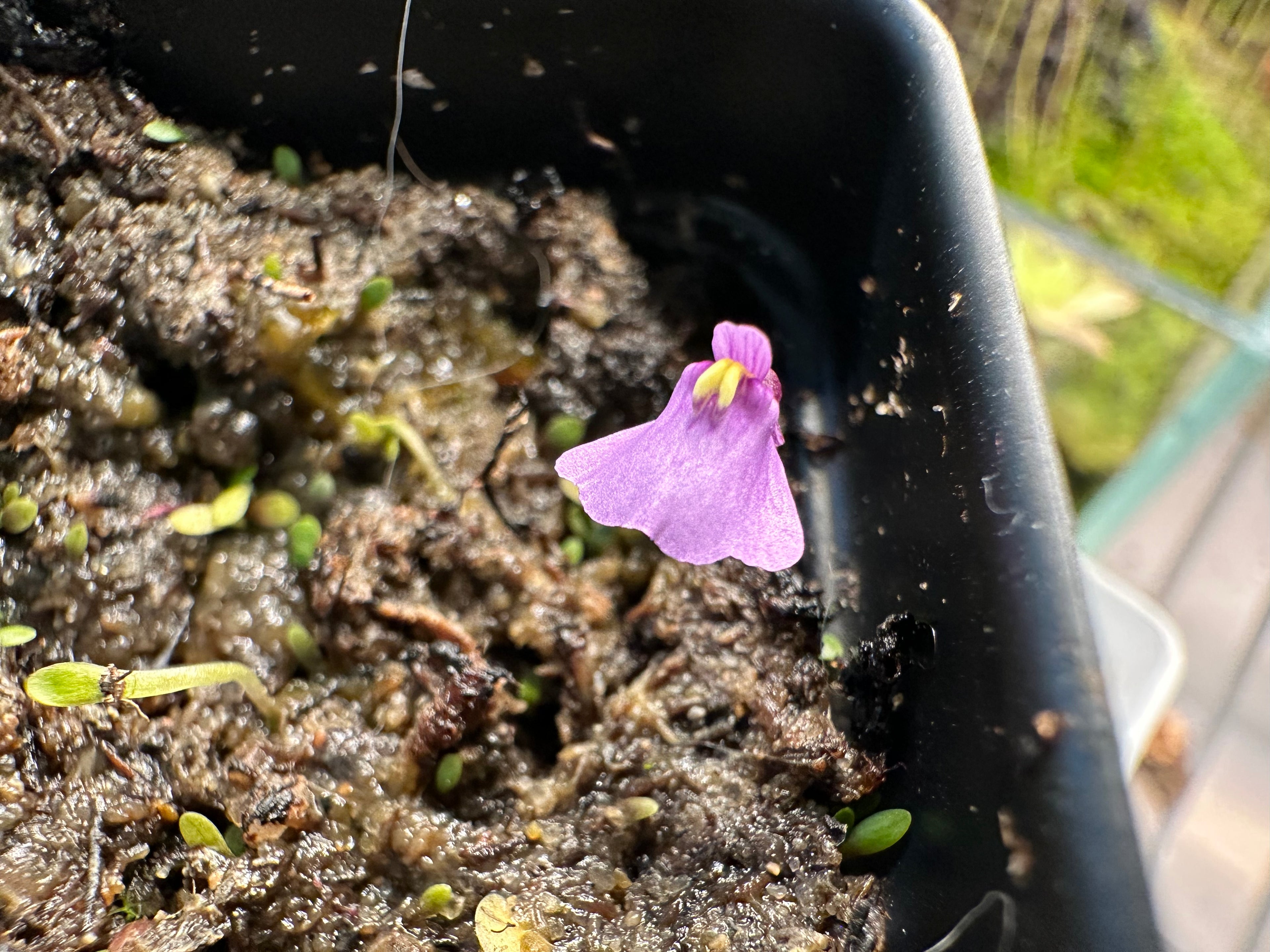 Utricularia dichotoma ssp. monanthos (Queenstown, AUS)