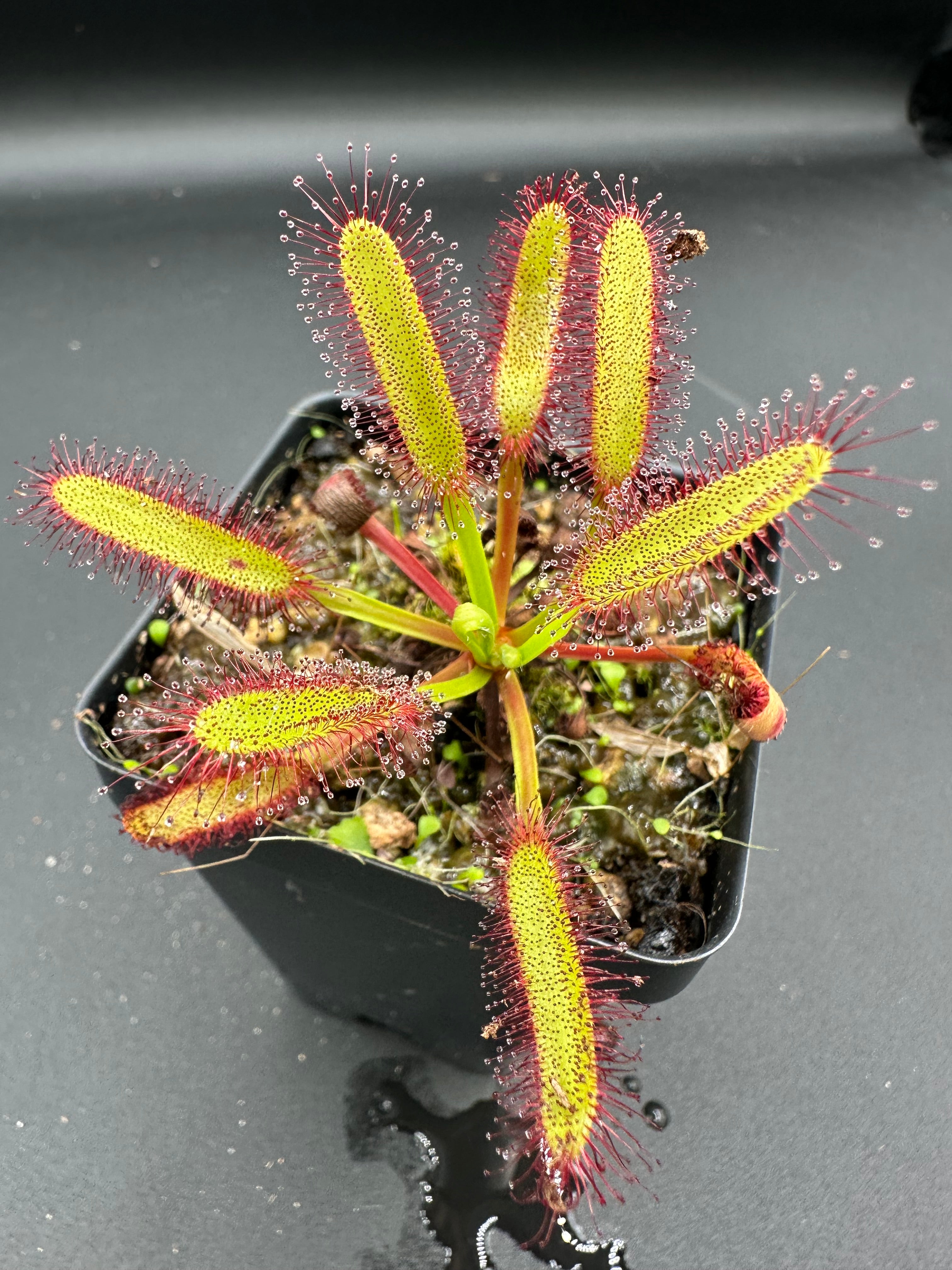 Drosera capensis "Lotus Eater"