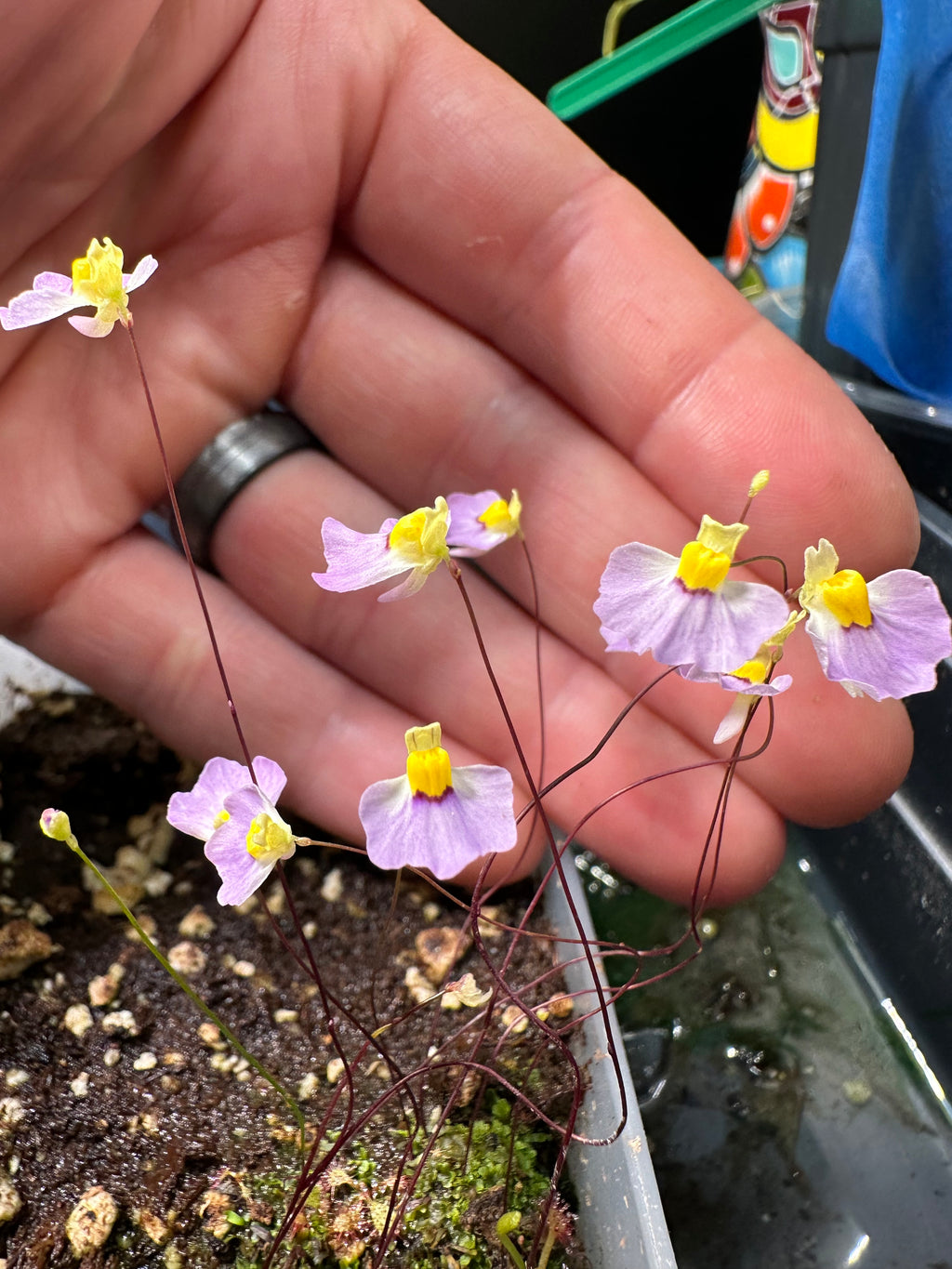 Utricularia bisquamata (Betty's Bay, ZAF)