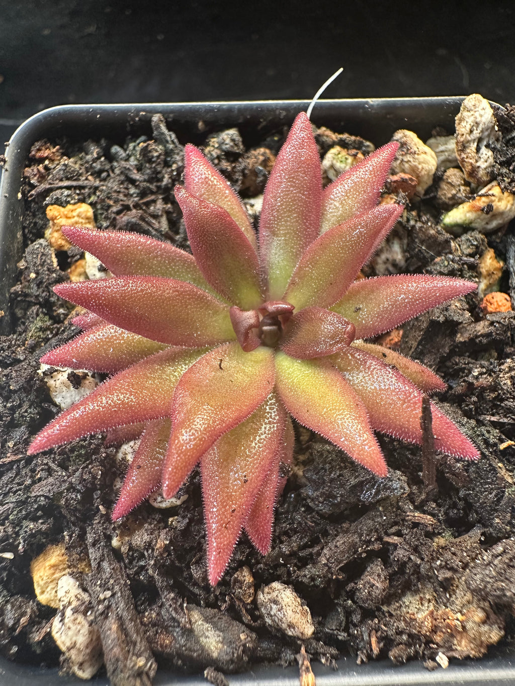 Pinguicula 'Red Starfish'