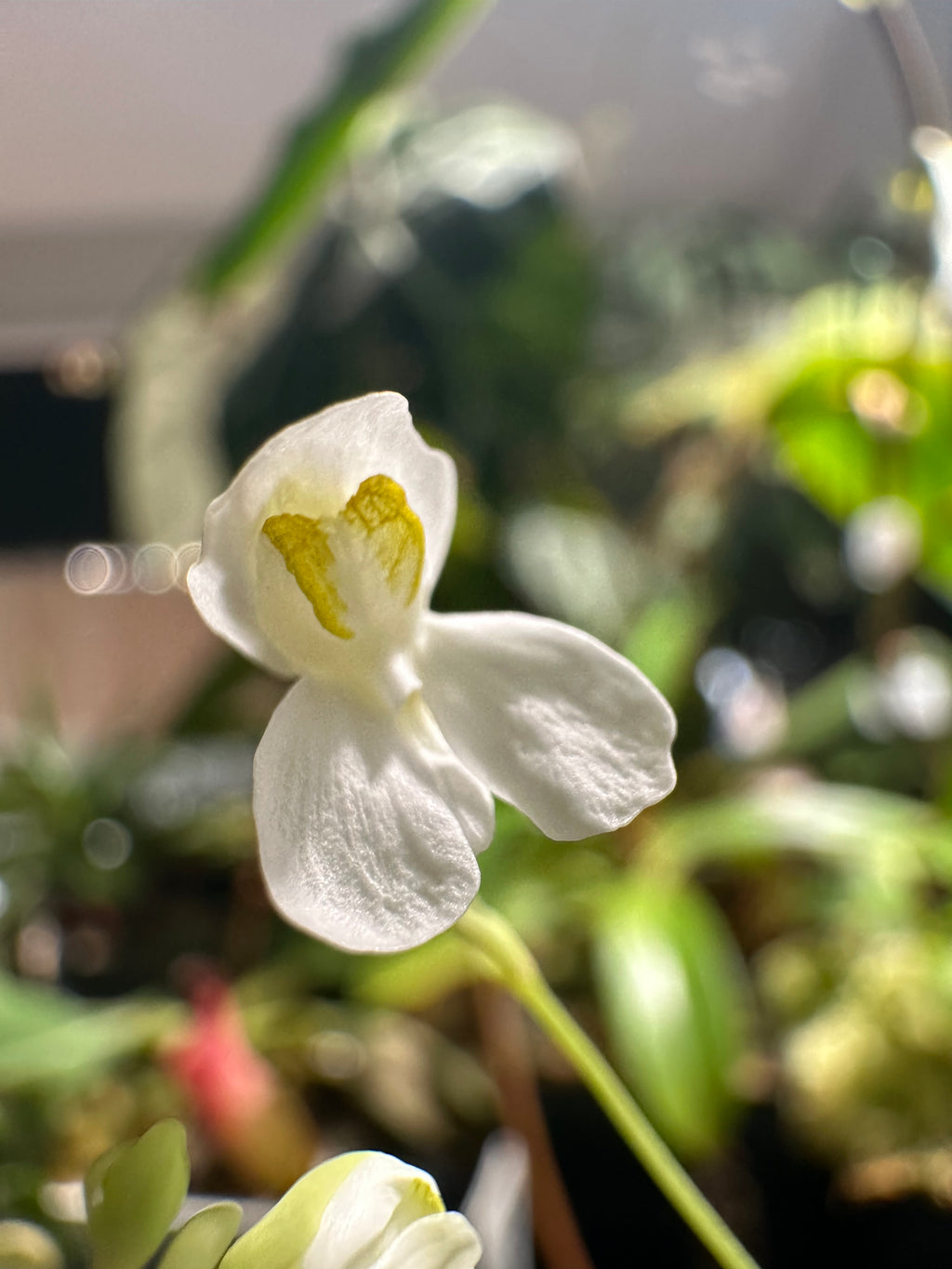 Utricularia nephrophylla