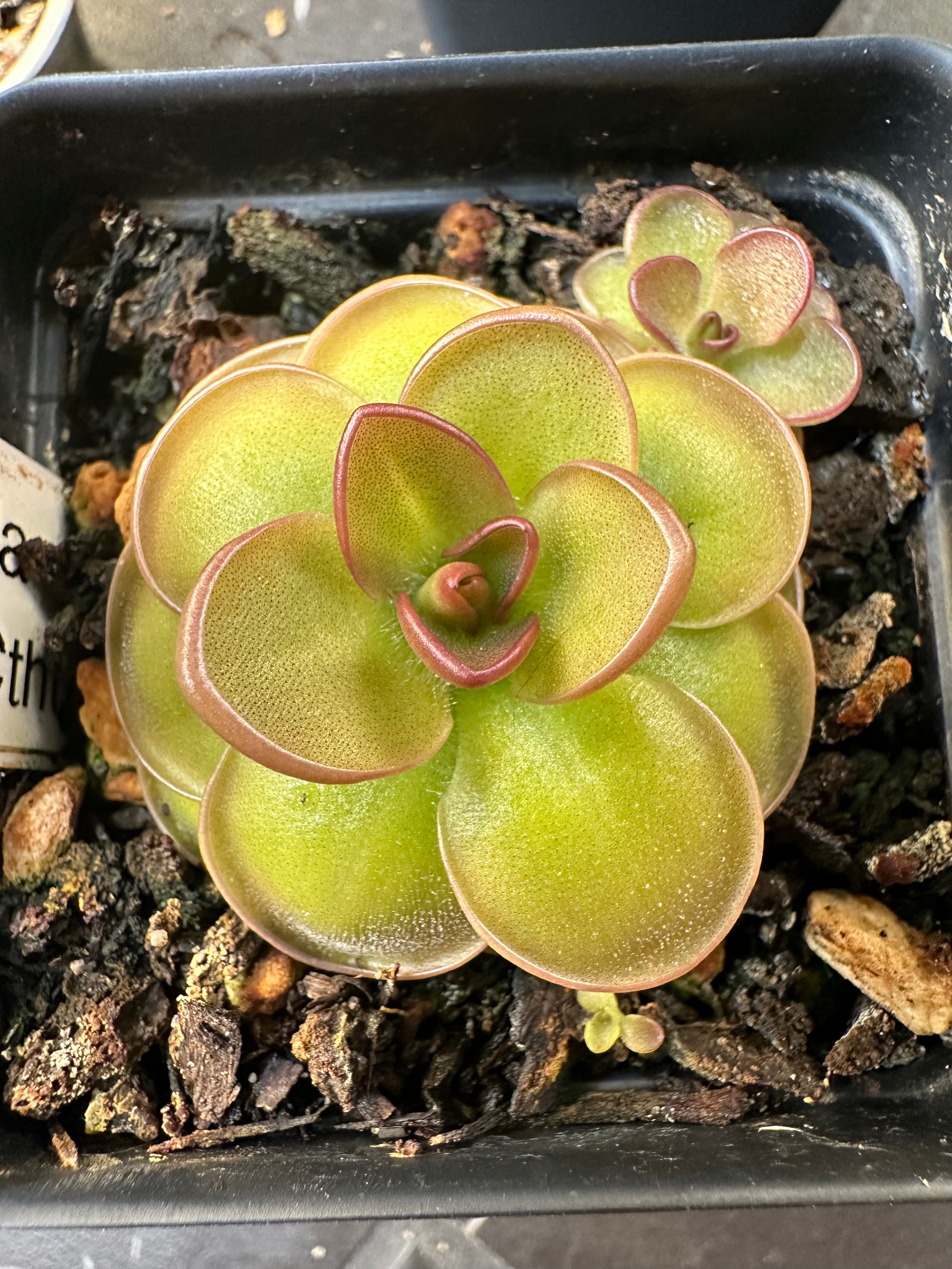 Pinguicula 'Hanka'