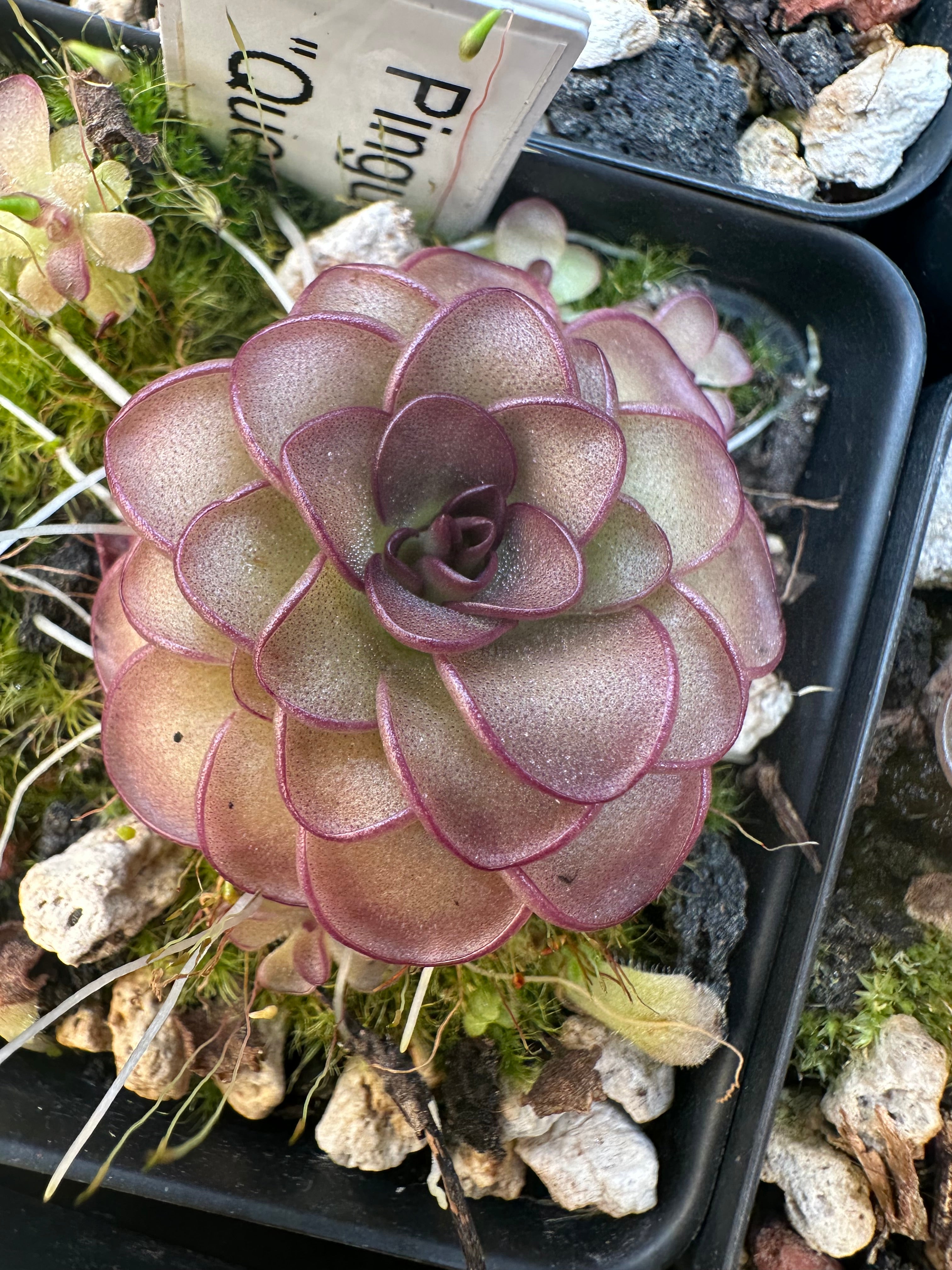 Pinguicula "Queen Cthulhu"