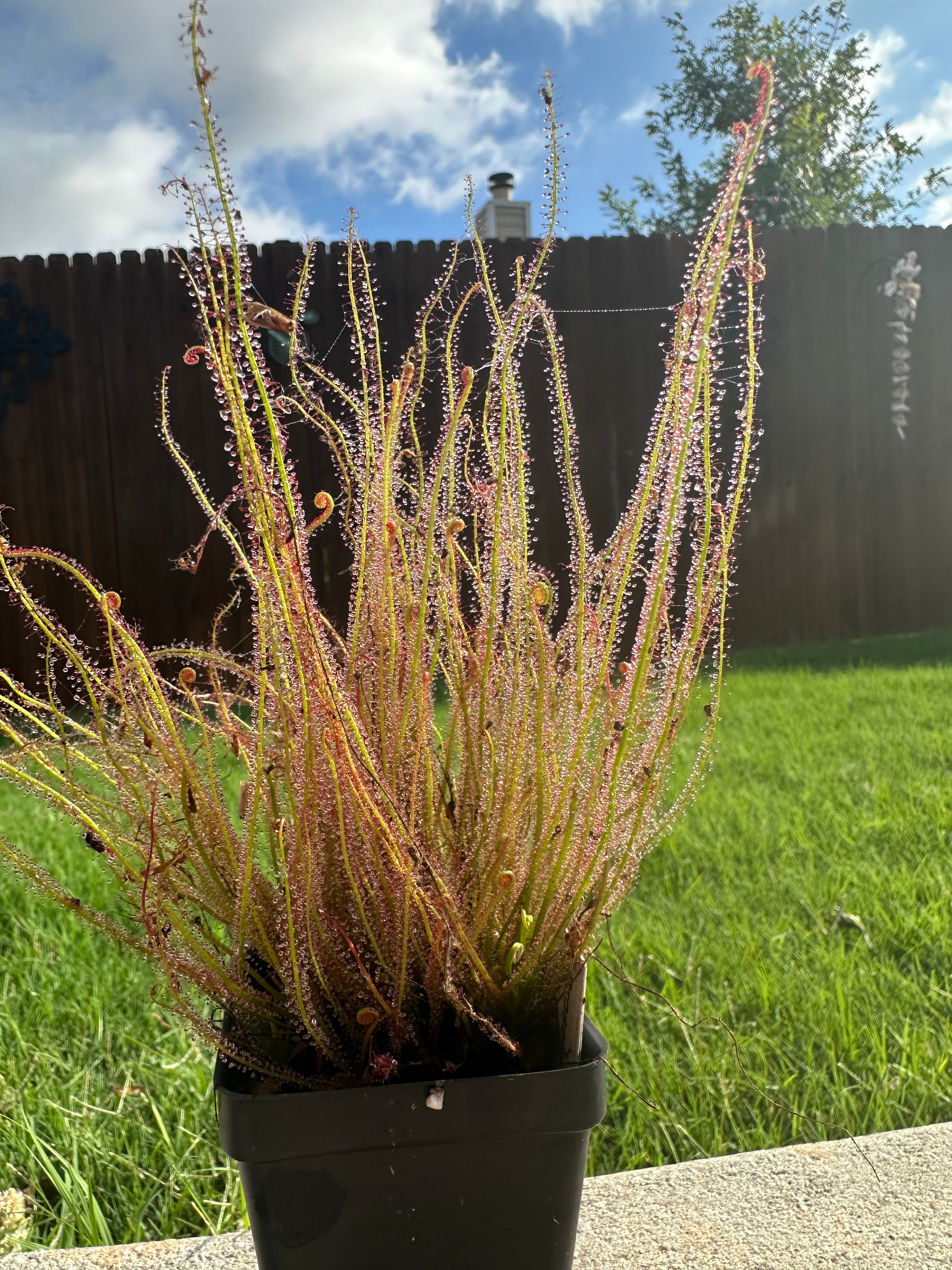 Drosera filiformis var. floridana seeds